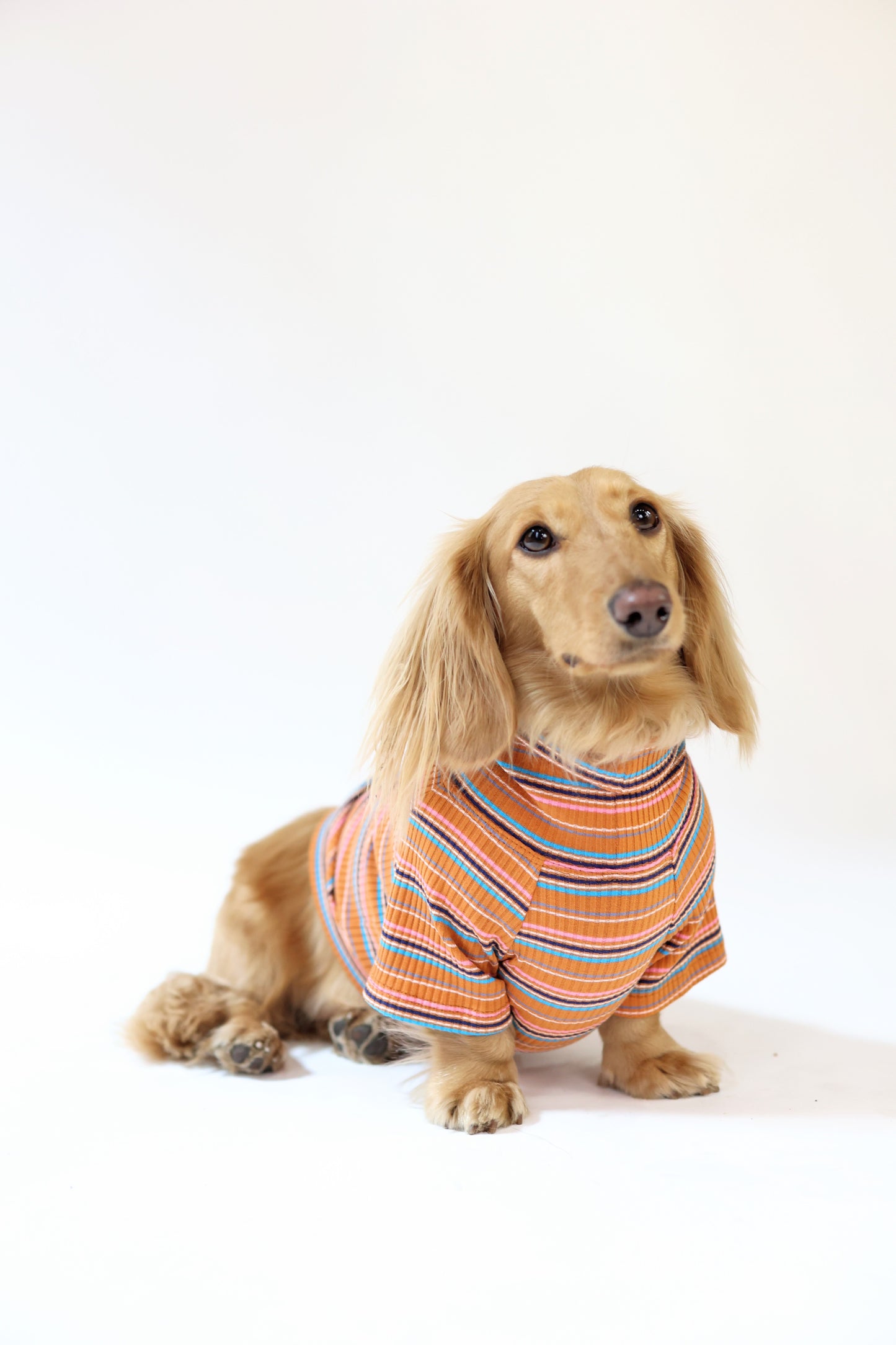 Cinnamon Swirl Dog Shirt