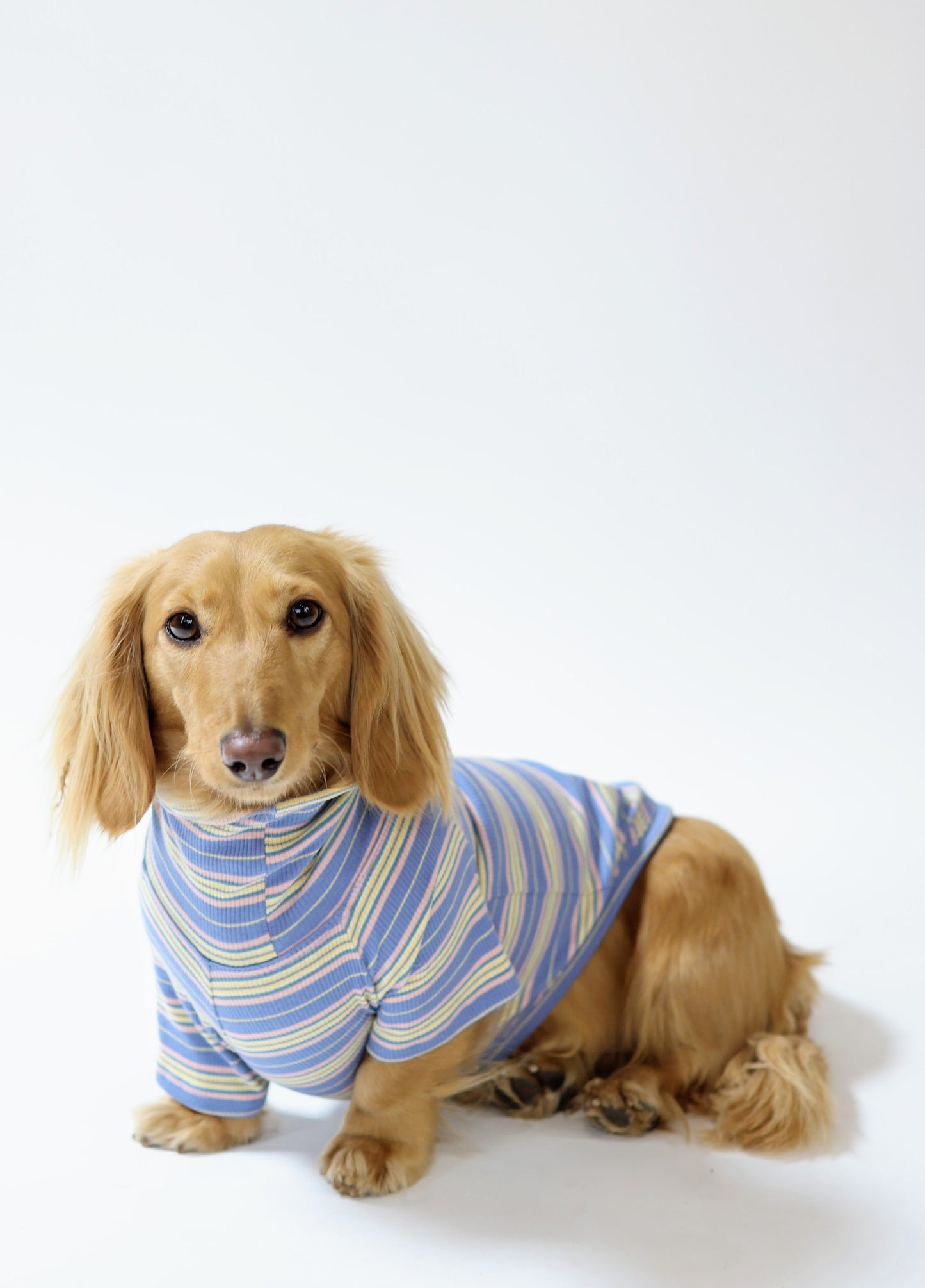 Blueberry Fields Dog Shirt