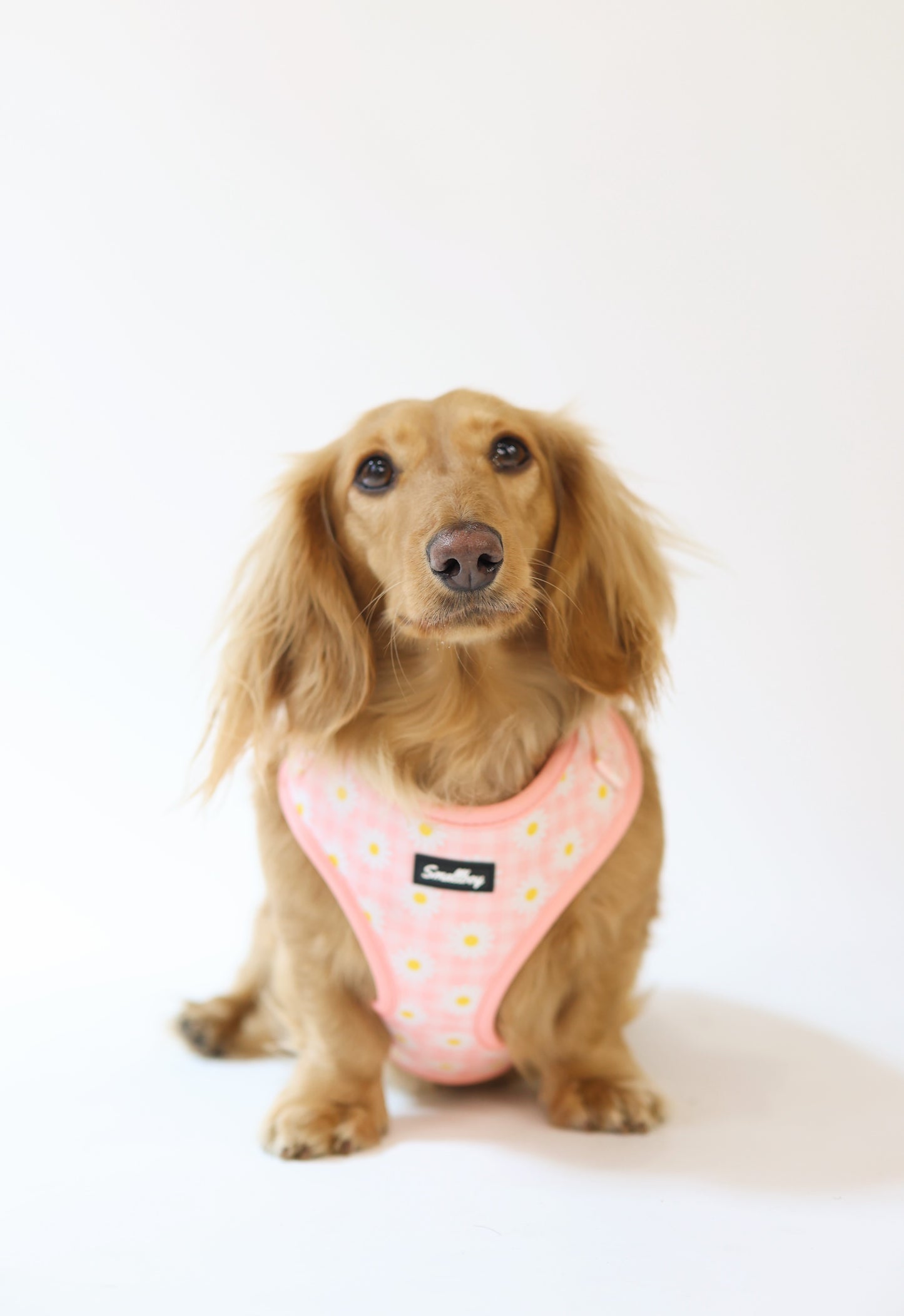 Daisy Daydream Harness