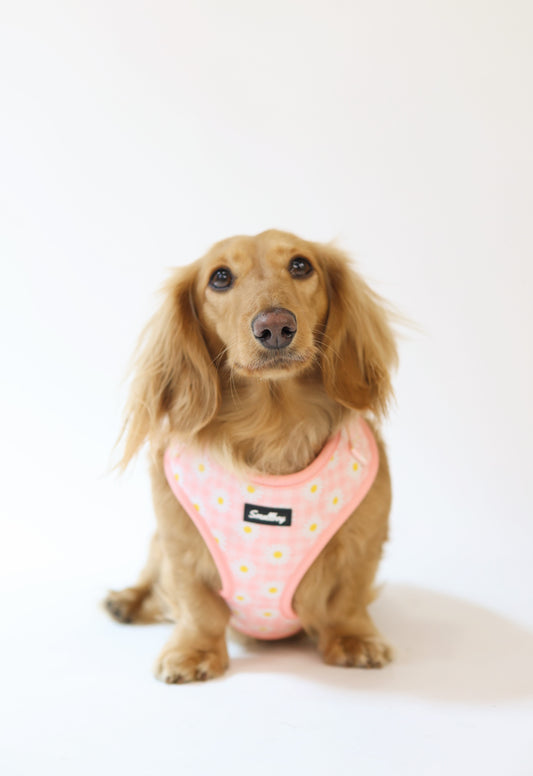 Daisy Daydream Harness
