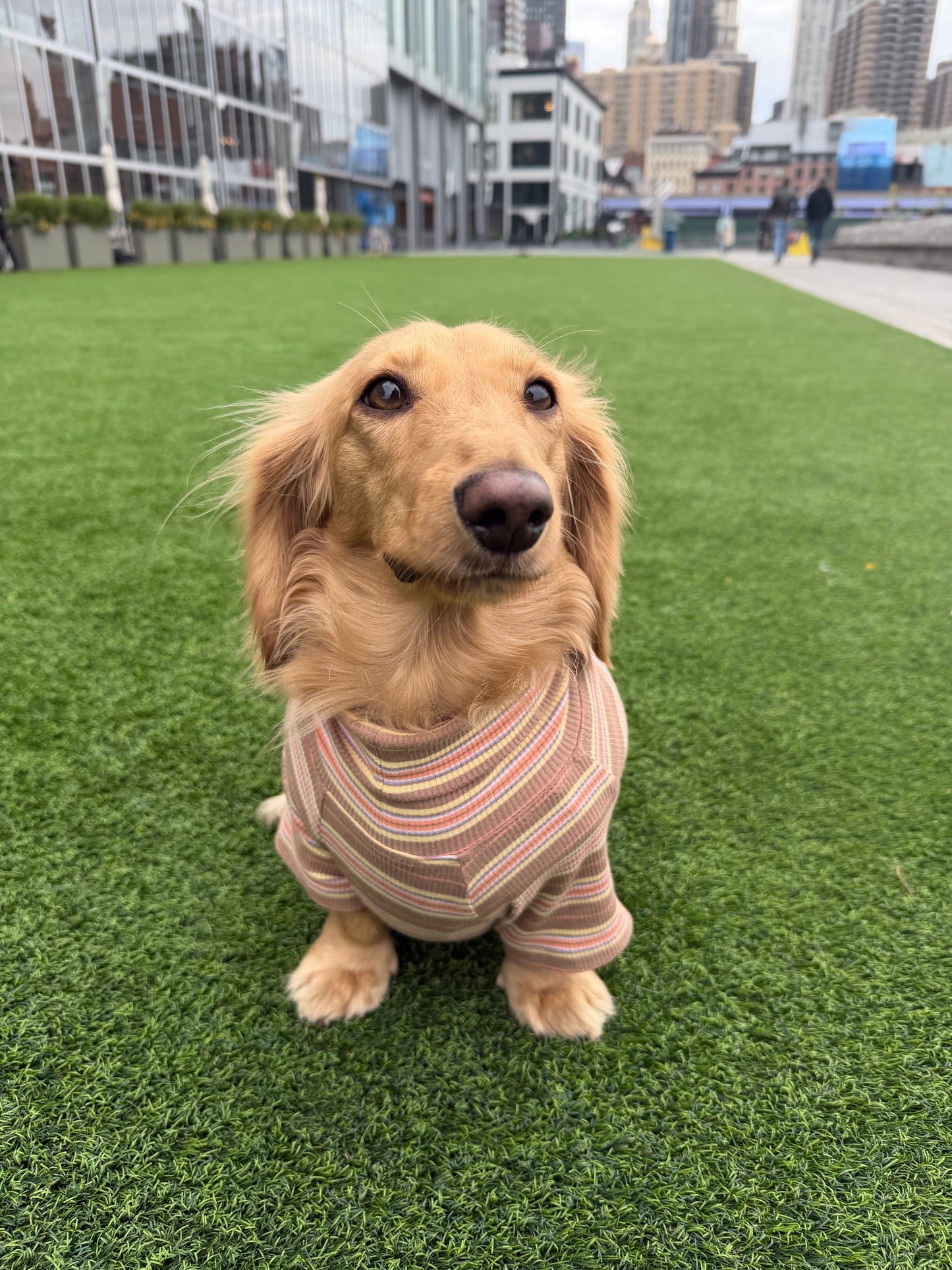 Cocoa Stripe Dog Shirt