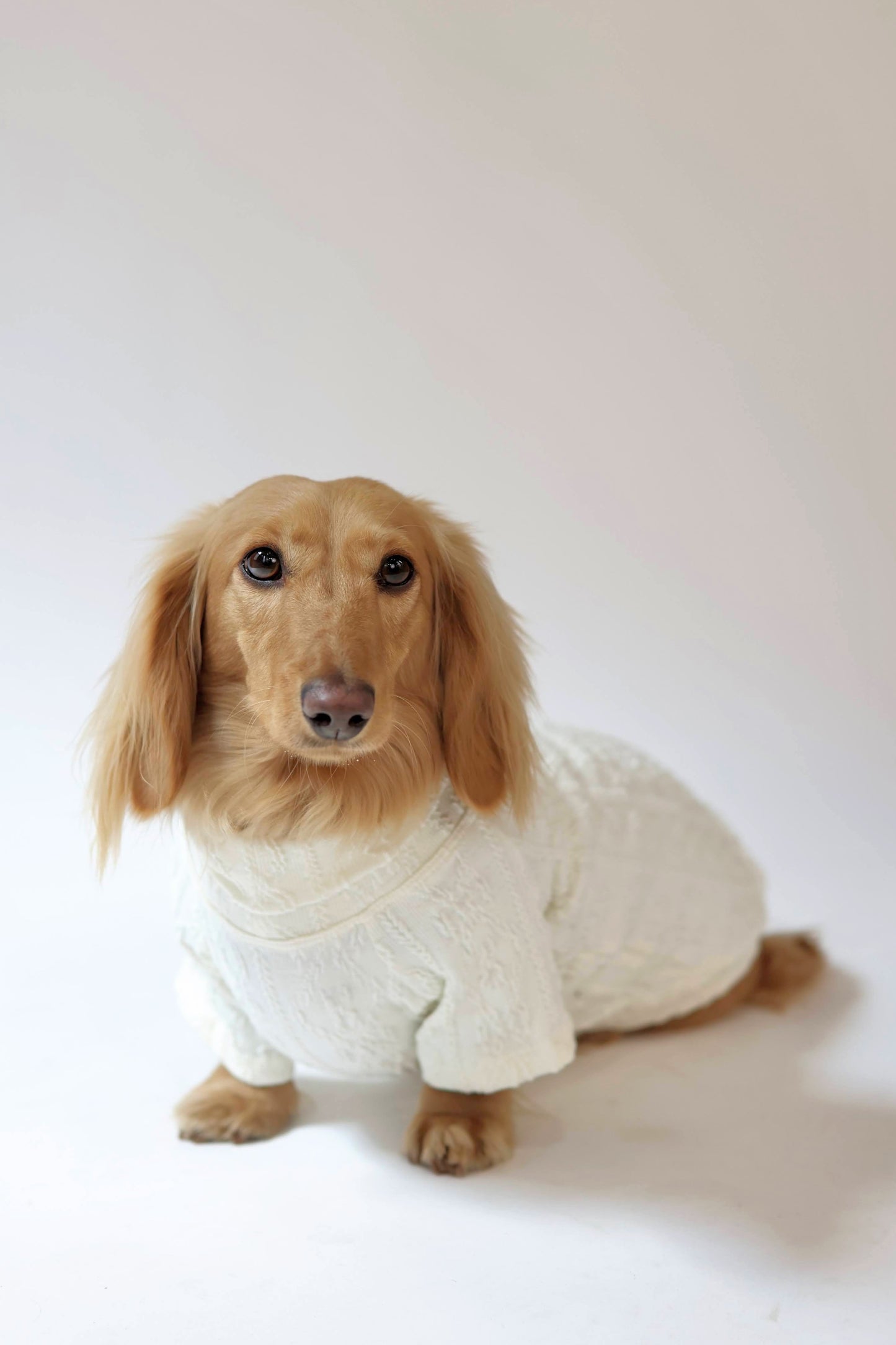 Vanilla Bean Dog Sweater