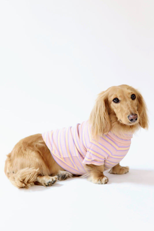 Sunset Sorbet Dog Shirt