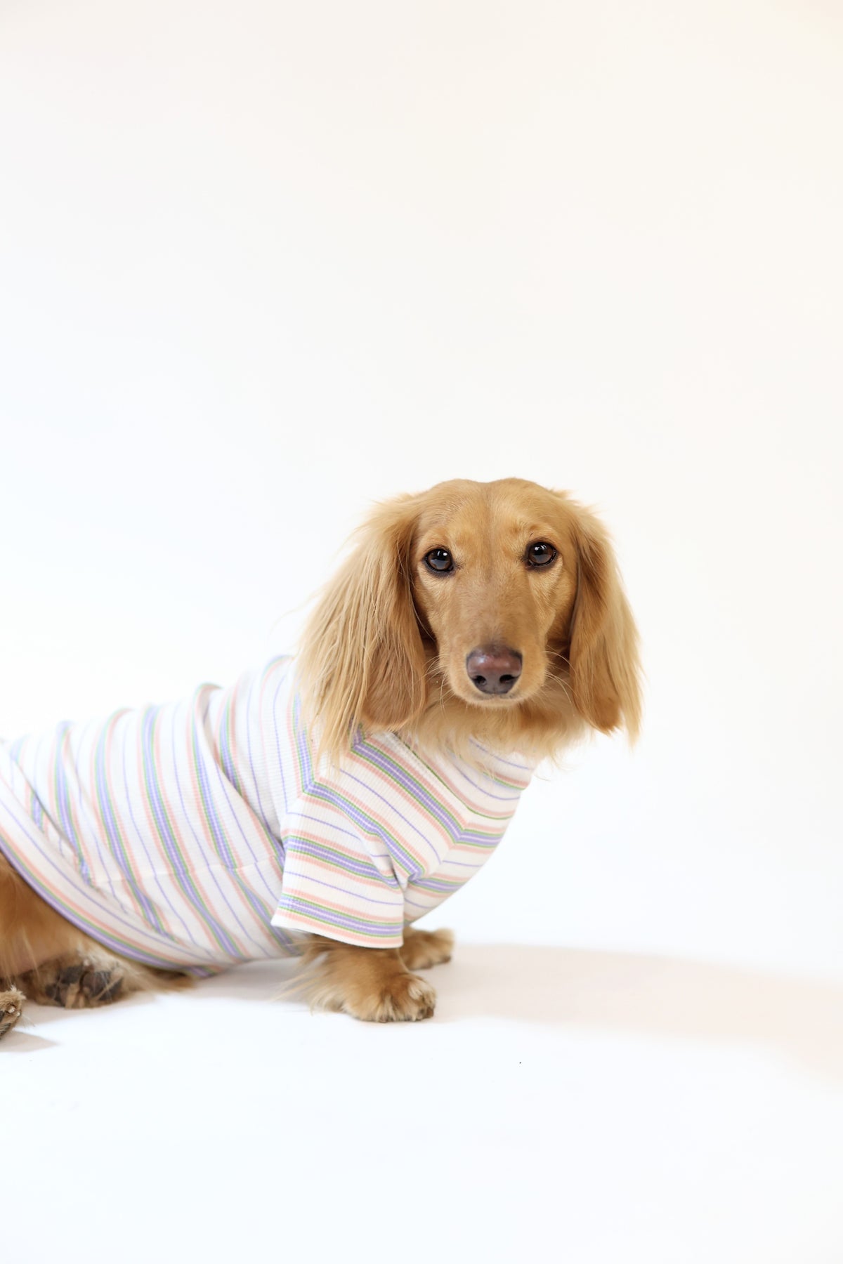 Smallboy Frosted Cupcake Dog Shirt