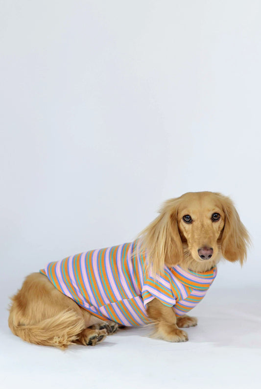Pumpkin Chai Dog Shirt