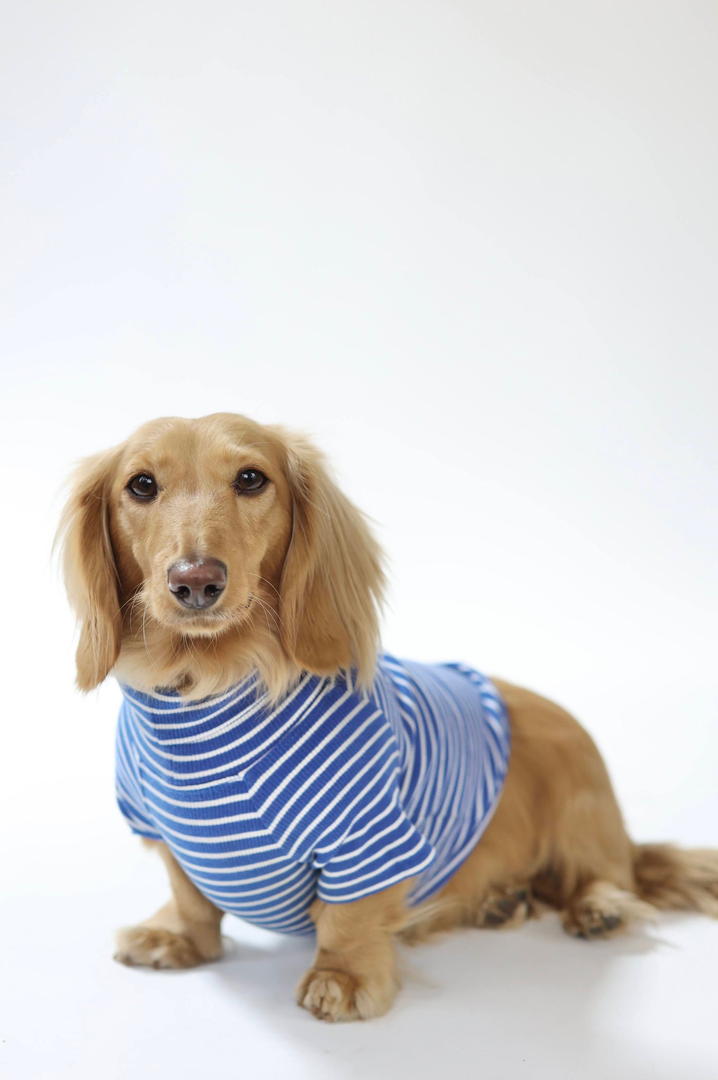 Ocean Breeze Dog Shirt