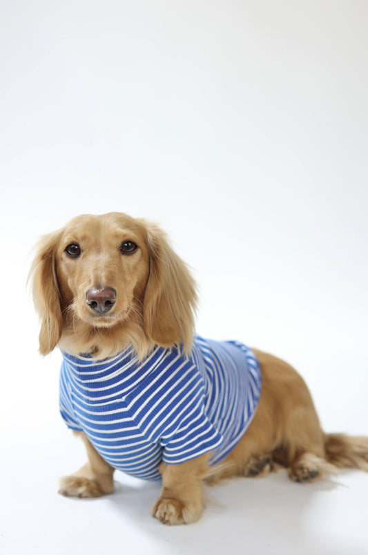 Ocean Breeze Dog Shirt