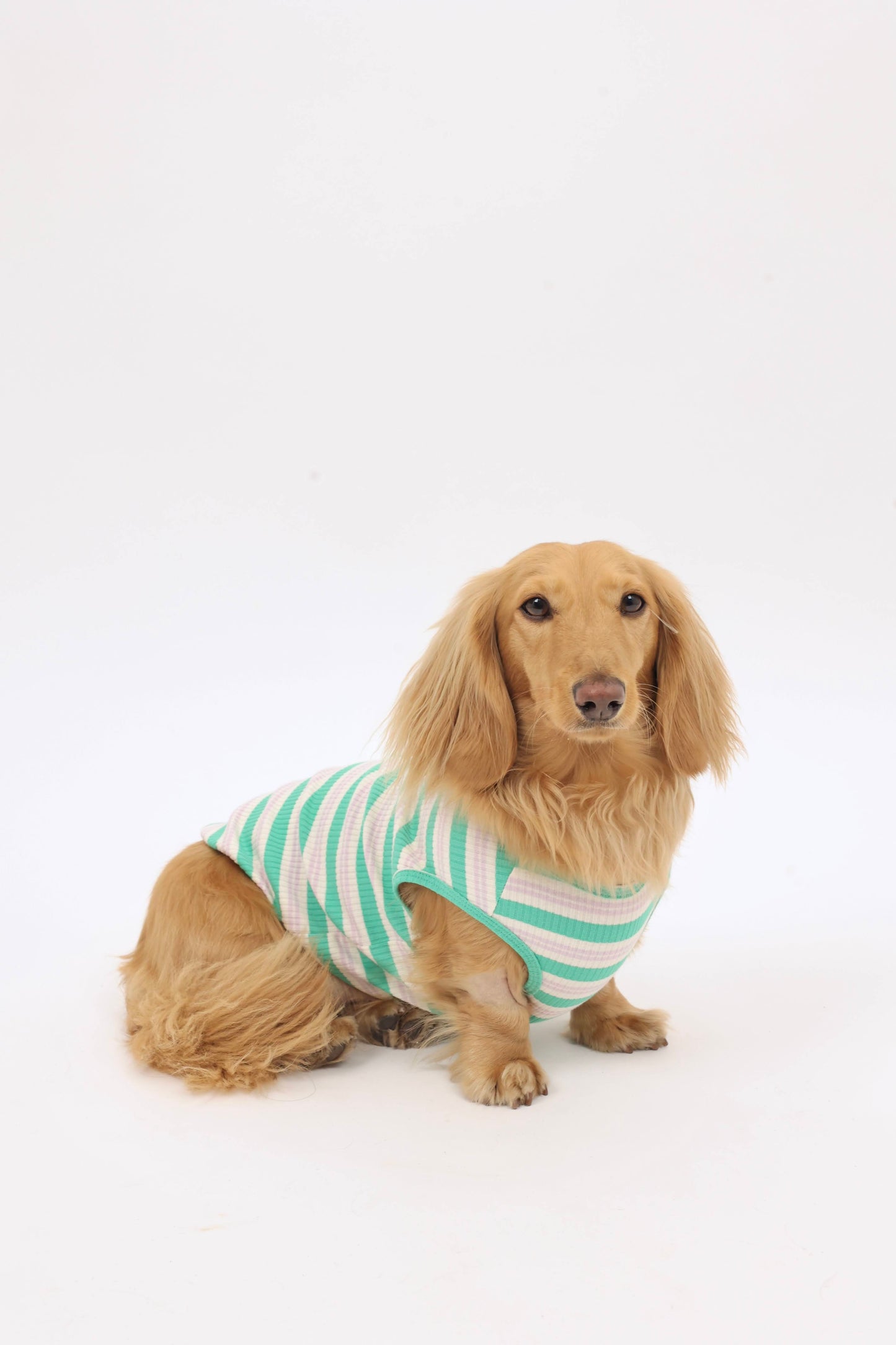 Mint Chip Dog Shirt