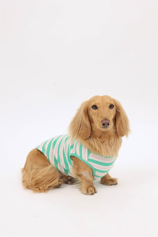 Mint Chip Dog Shirt