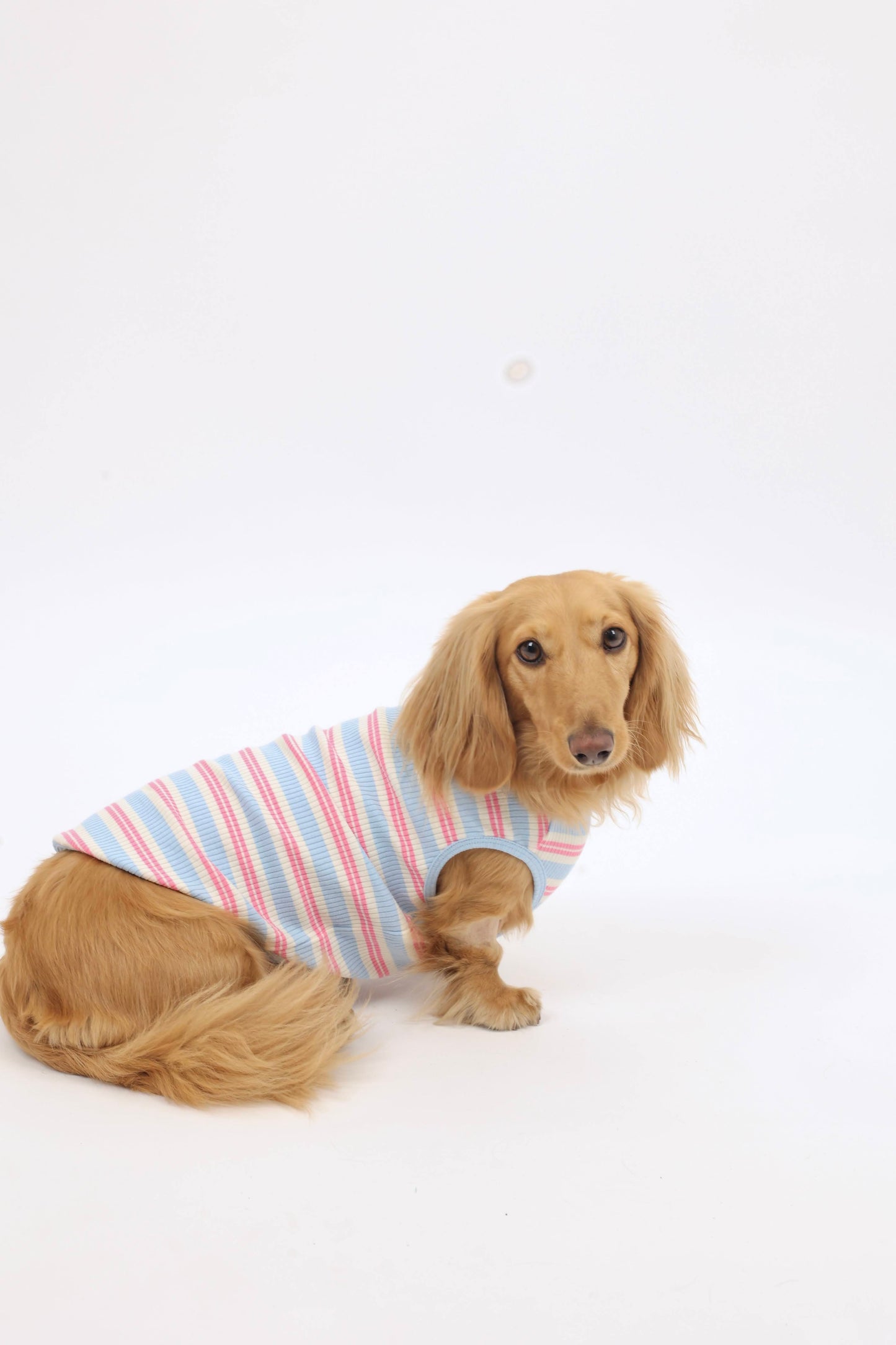 Saltwater Taffy Dog Shirt