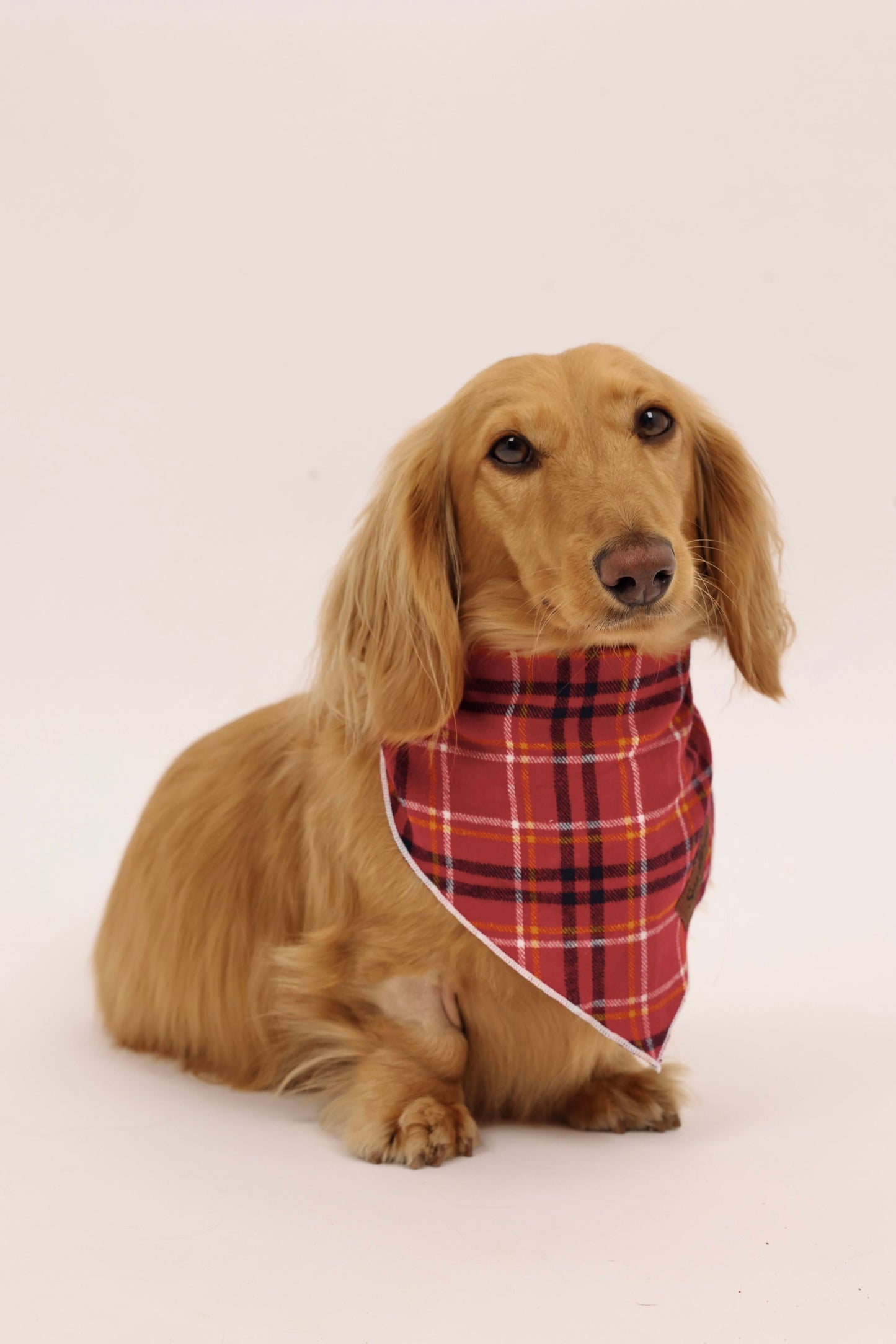 Daisy Duke Bandana