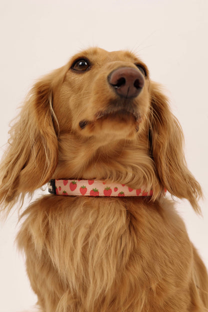 Sweet Strawberry Collar