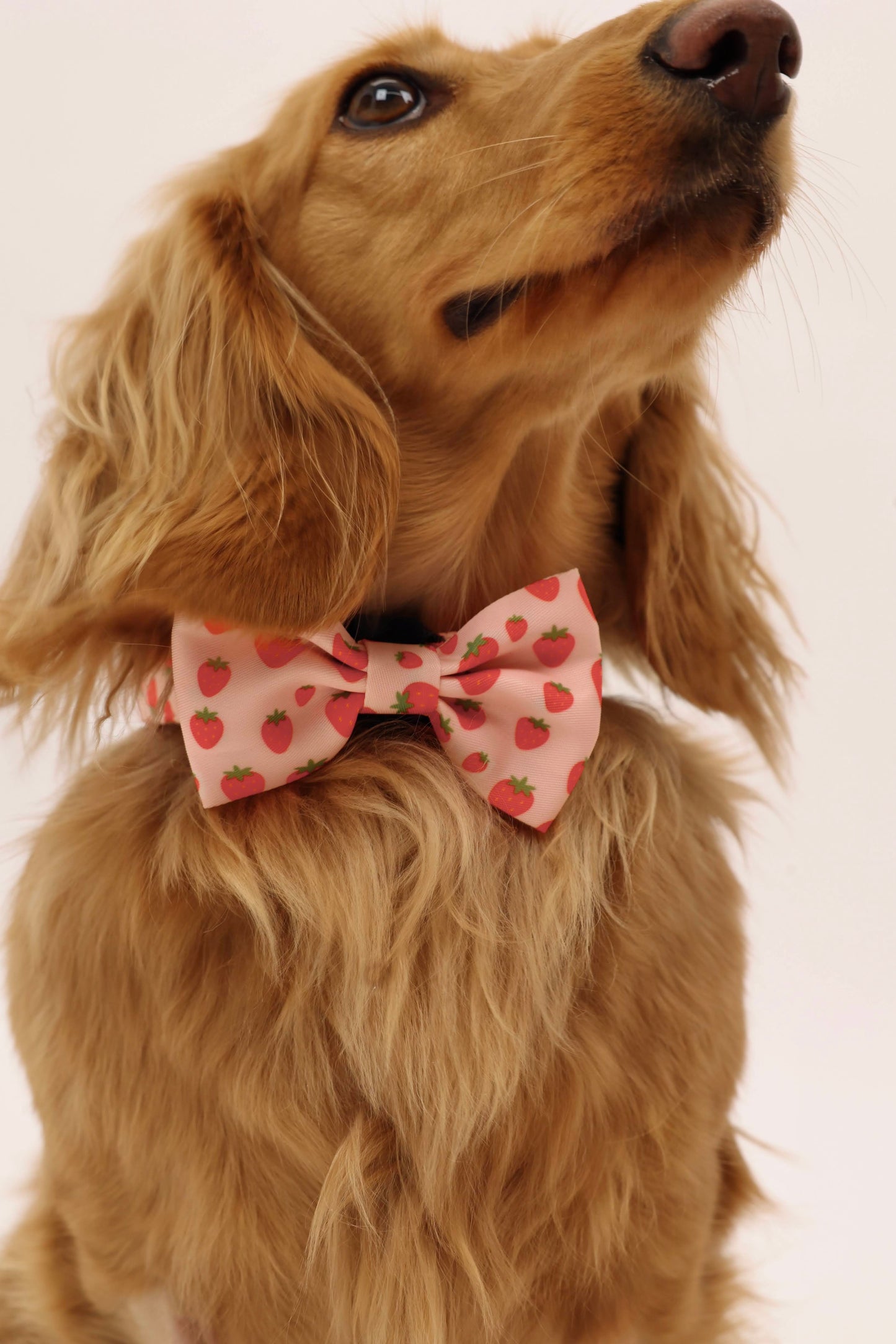 Sweet Strawberry Bowtie