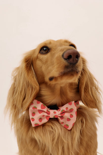 Sweet Strawberry Bowtie
