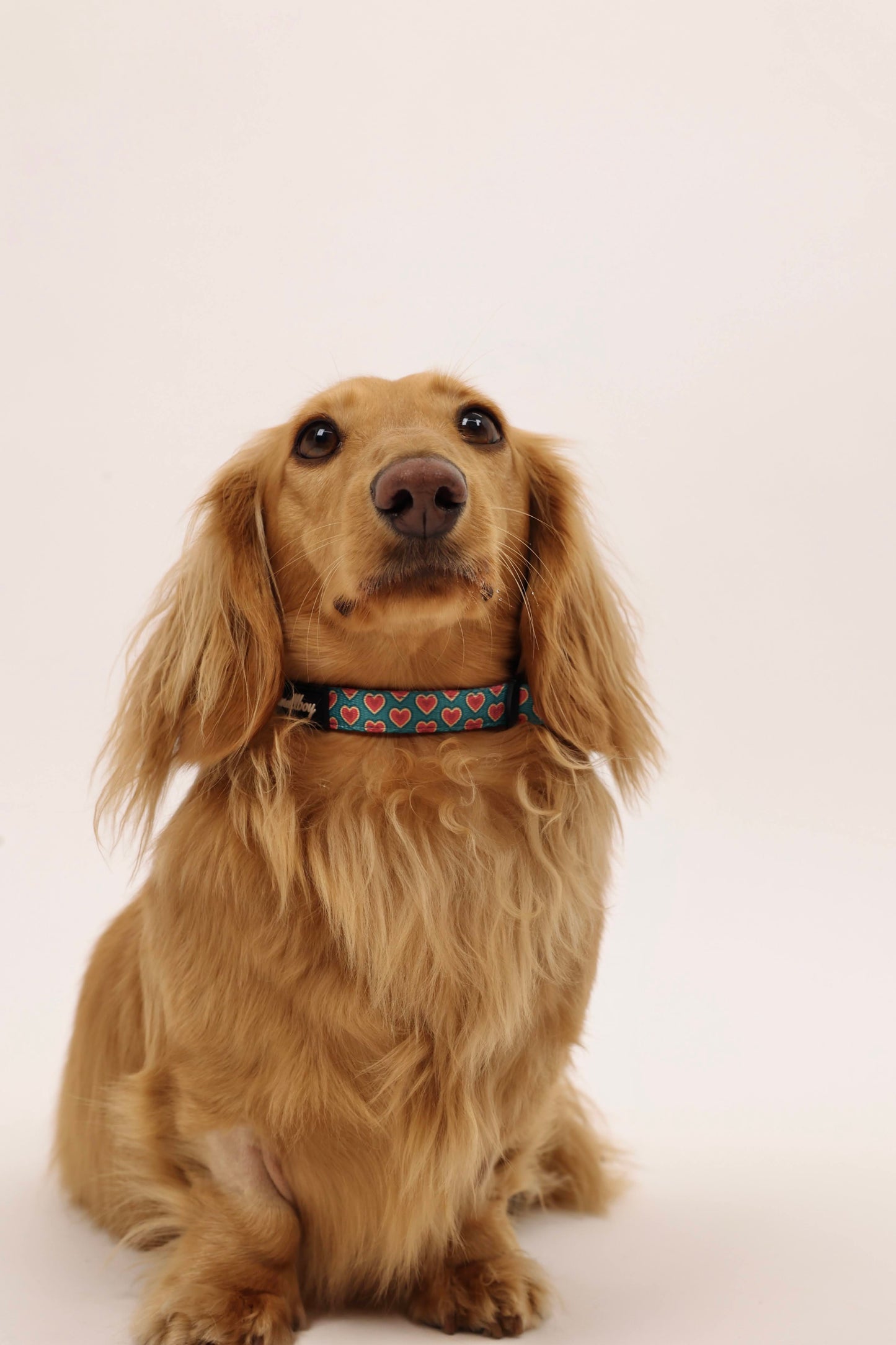 Sweetheart Collar