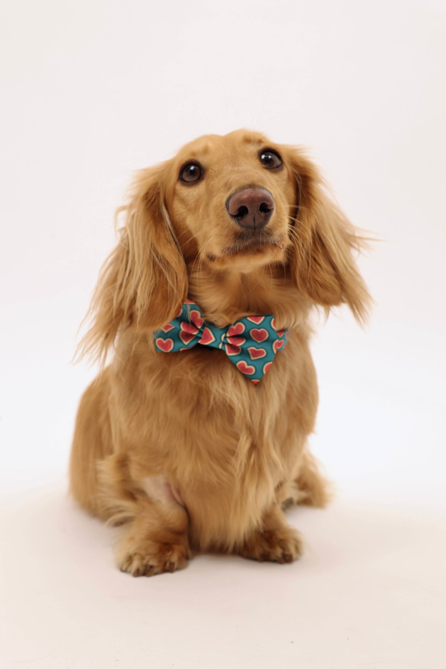 Sweetheart Bowtie