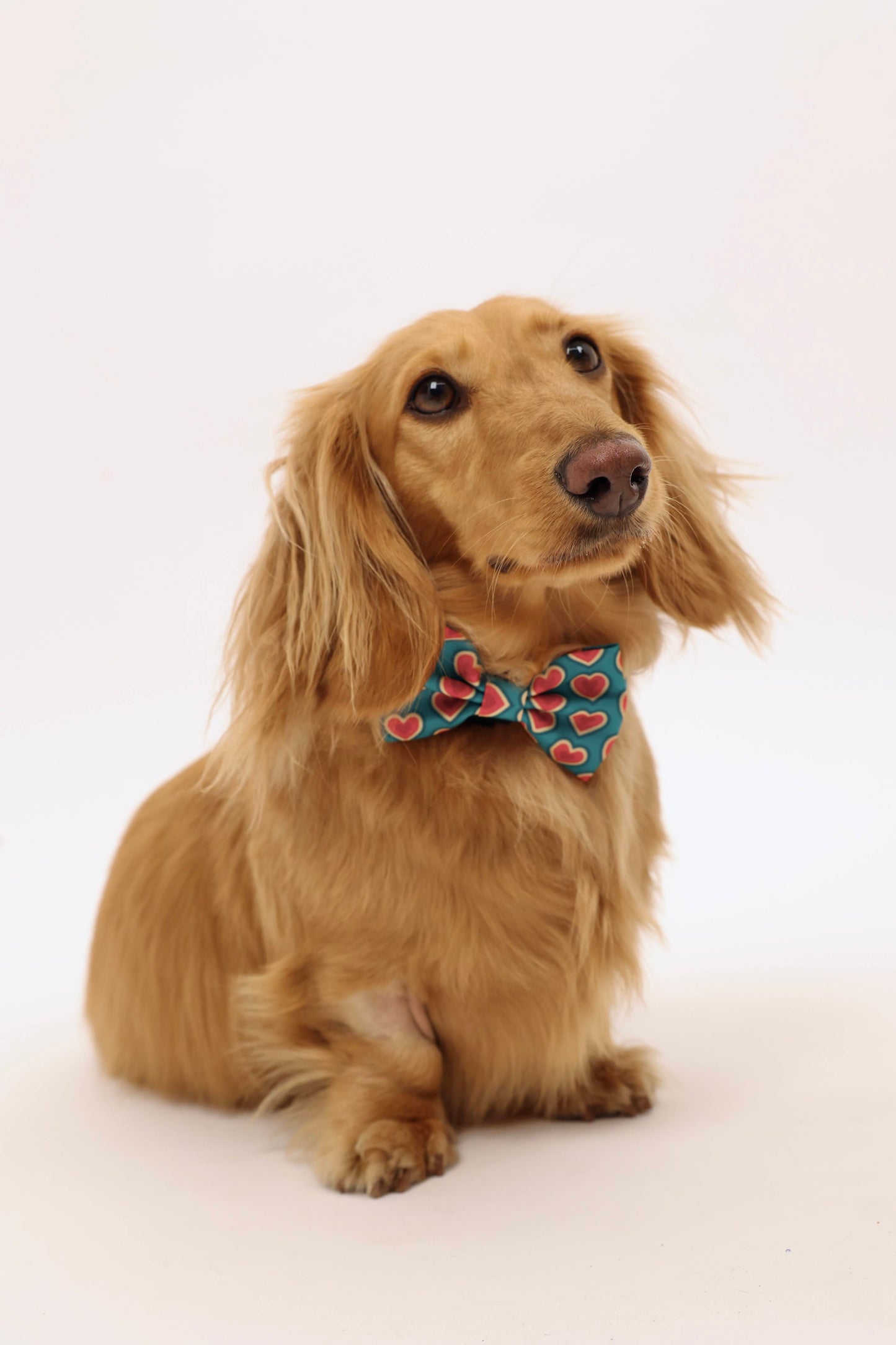 Sweetheart Bowtie
