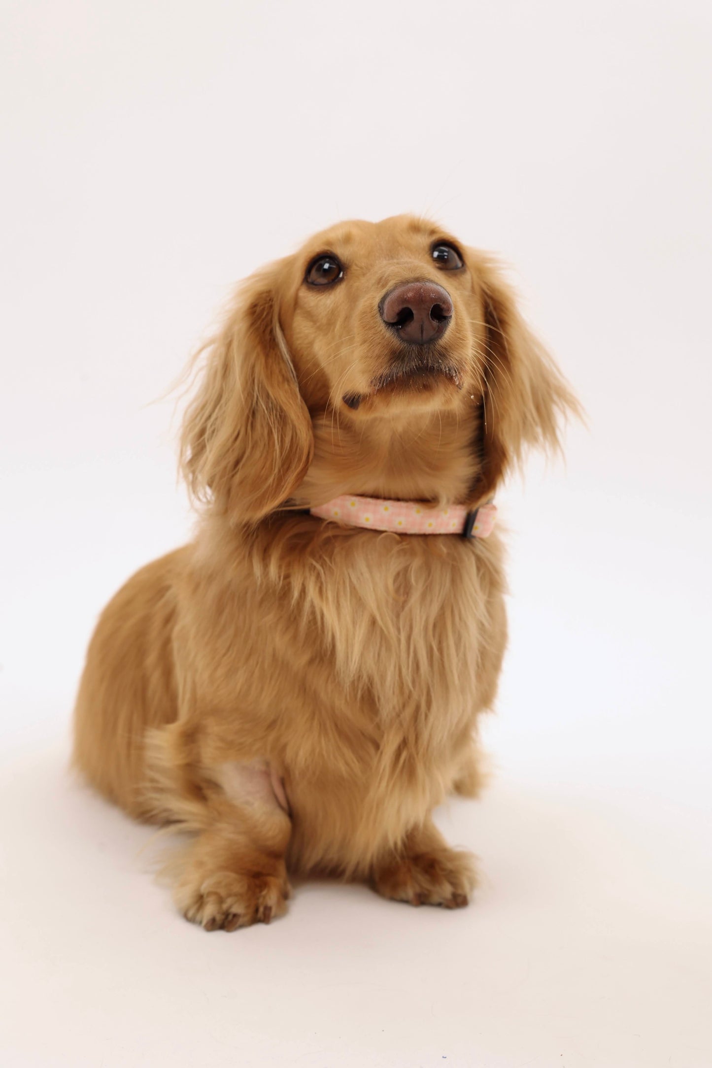 Daisy Daydream Collar