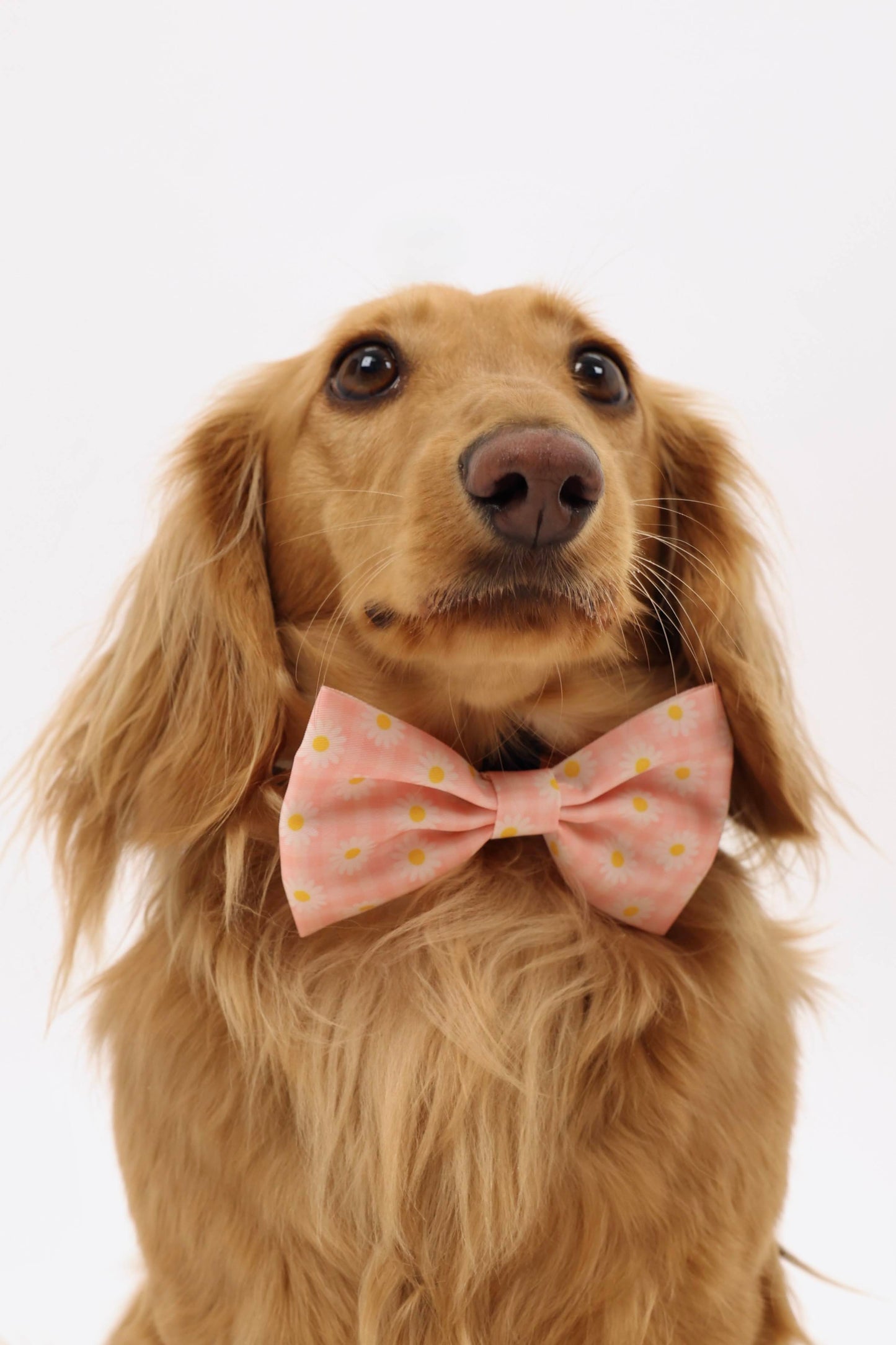 Daisy Daydream Bowtie