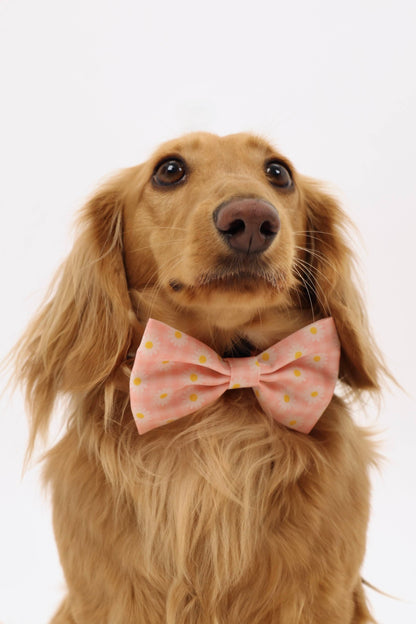 Daisy Daydream Bowtie