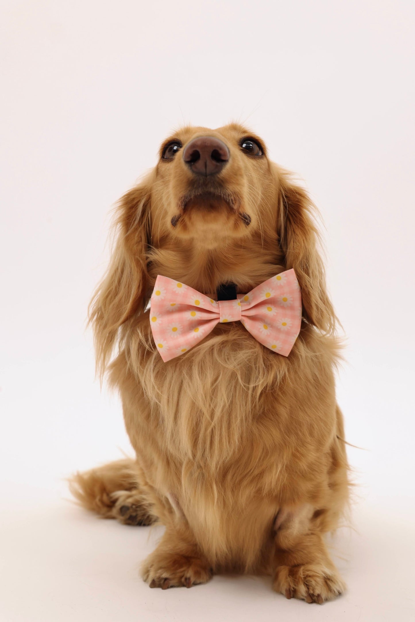 Daisy Daydream Bowtie