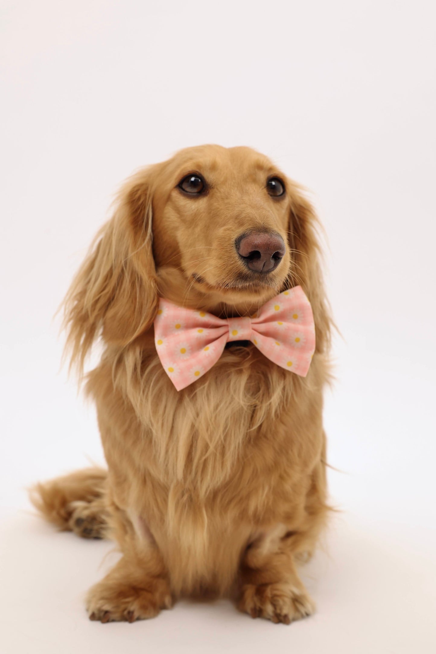 Daisy Daydream Bowtie