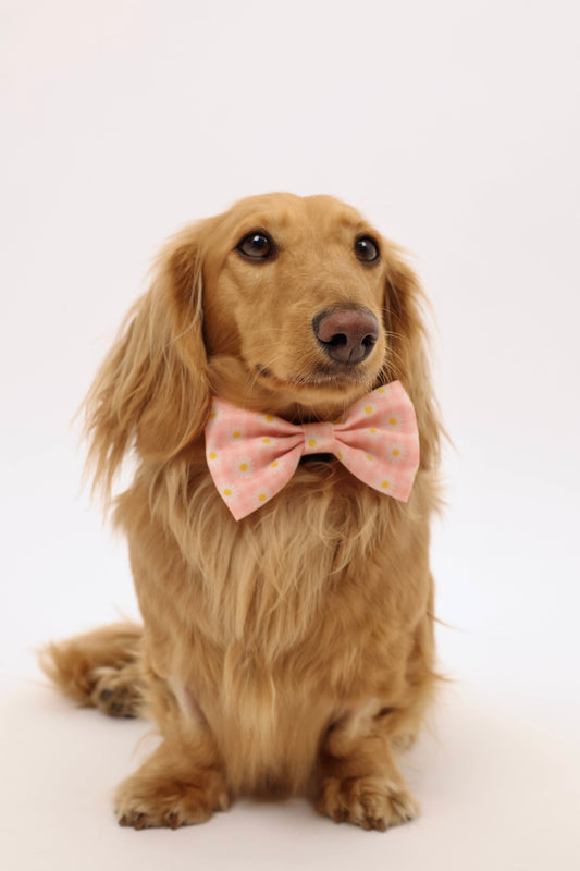Daisy Daydream Bowtie