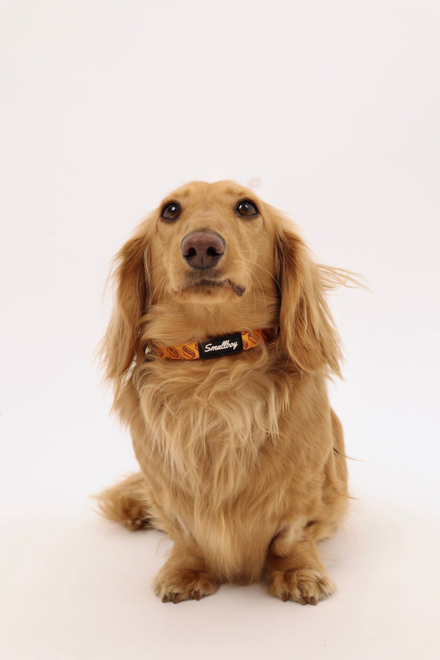 Hot Dog Collar