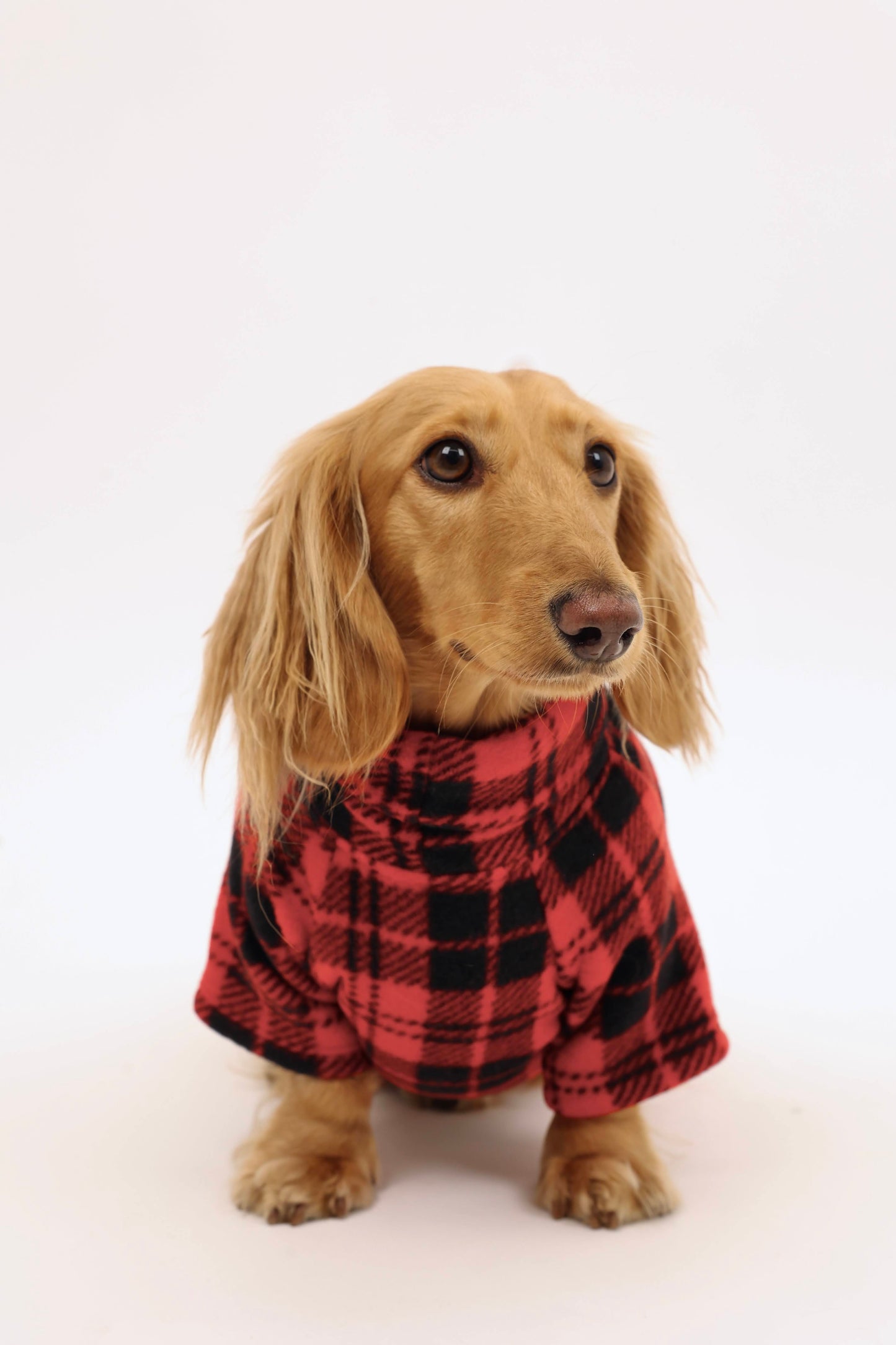 Campfire Coat Dog Sweater