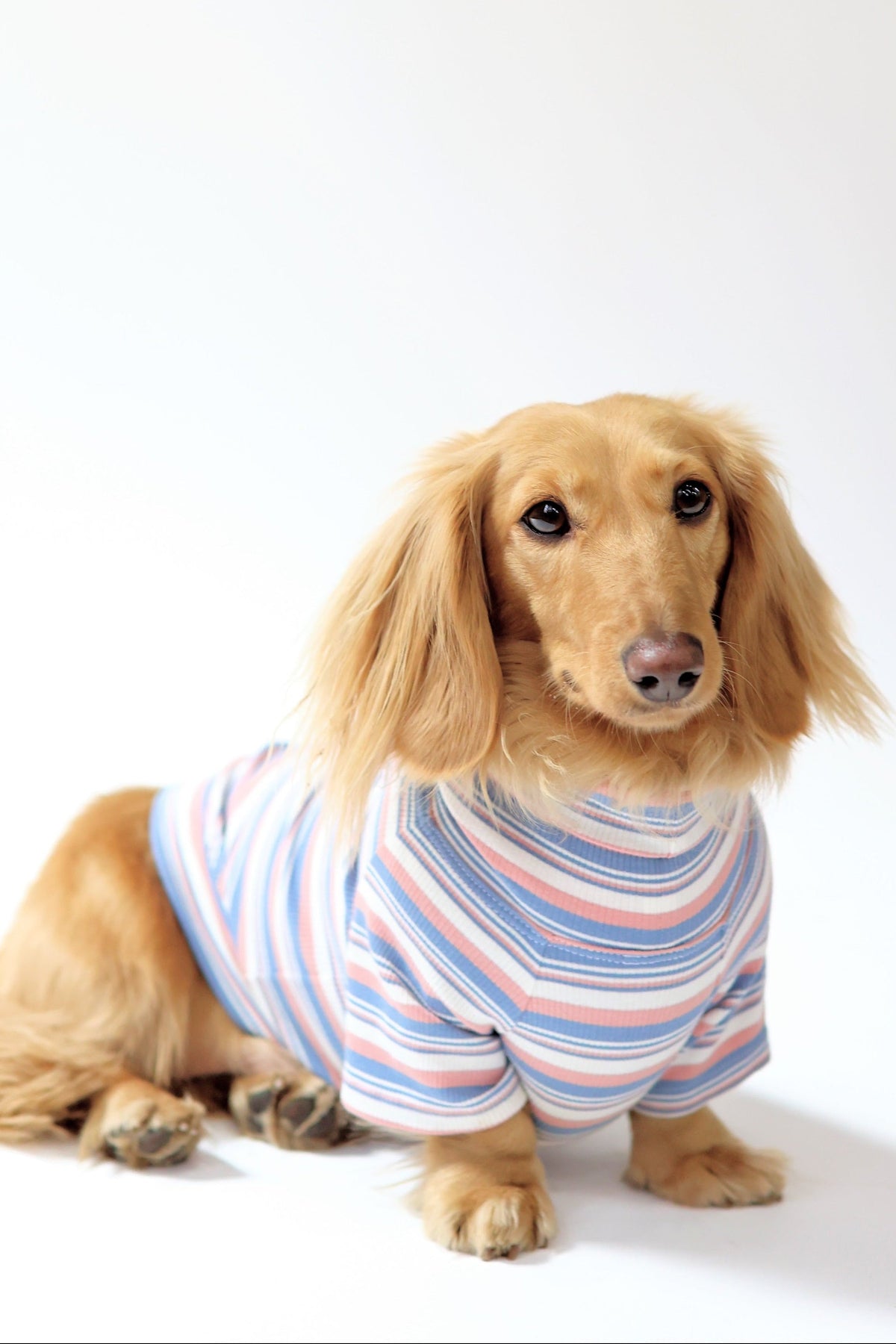 Smallboy Blueberry Muffin Dog Shirt