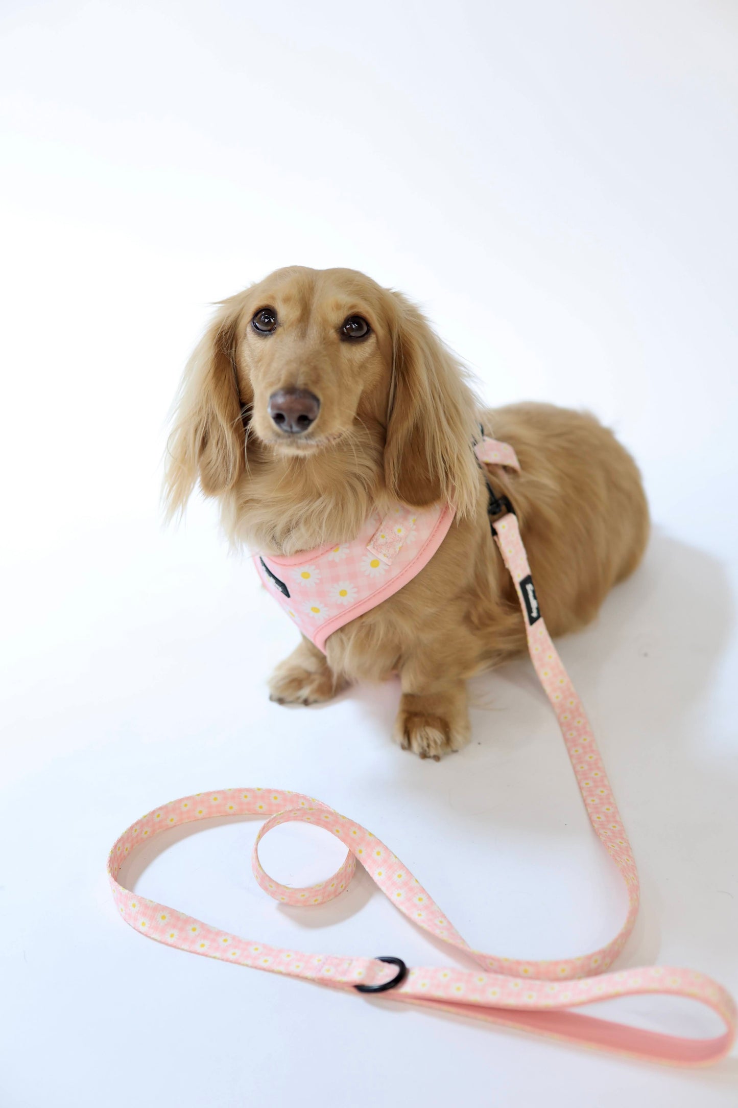 Daisy Daydream Leash