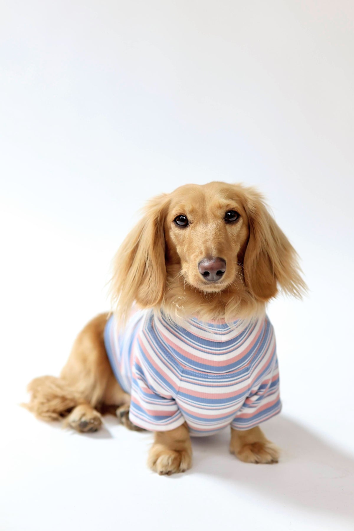 Smallboy Blueberry Muffin Dog Shirt