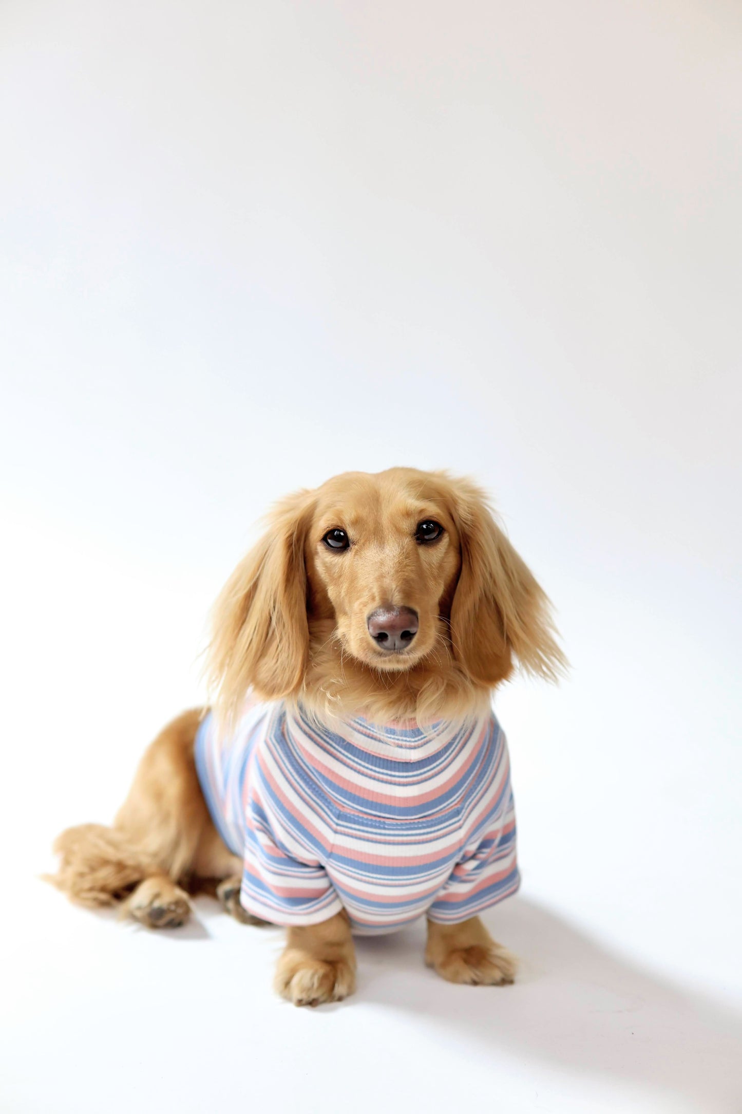 Blueberry Muffin Dog Shirt