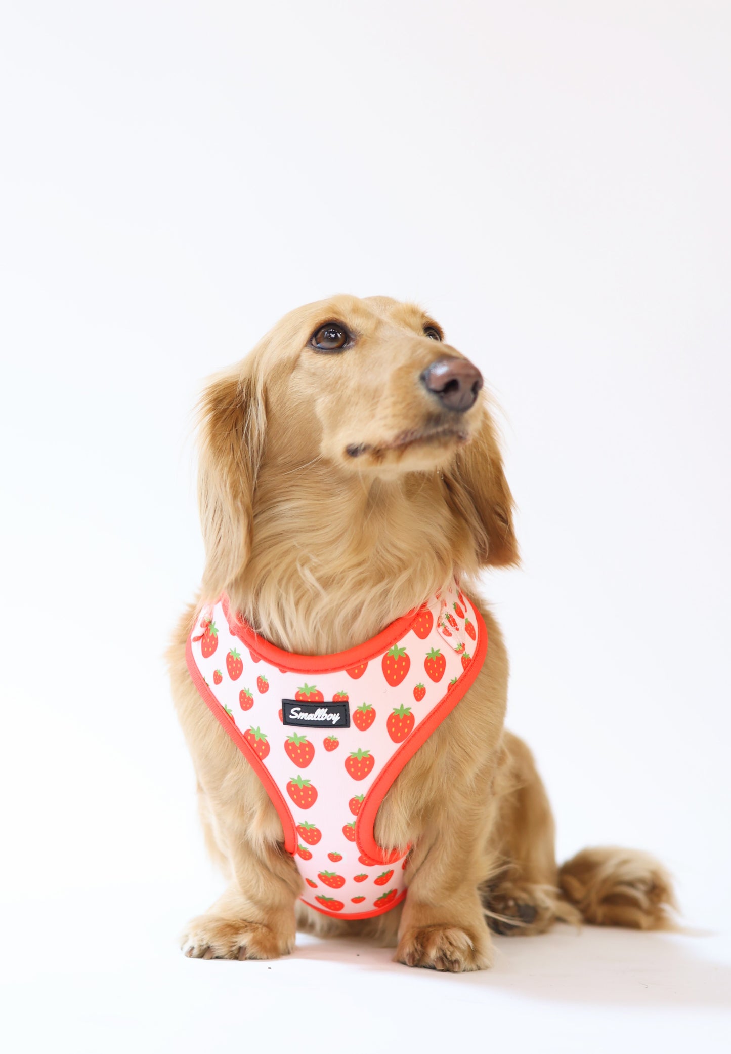 Sweet Strawberry Harness