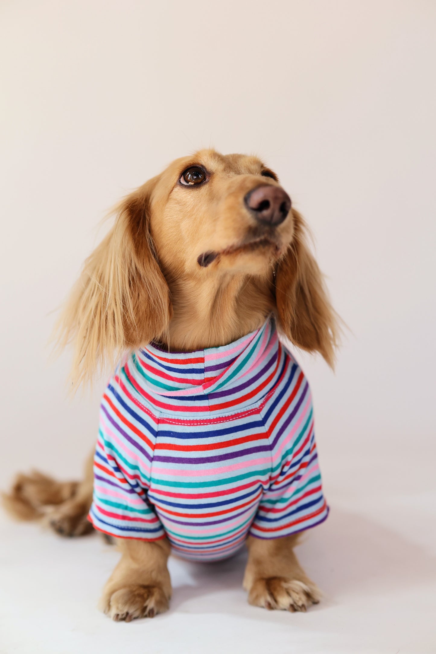 Groovy Stripe Dog Shirt