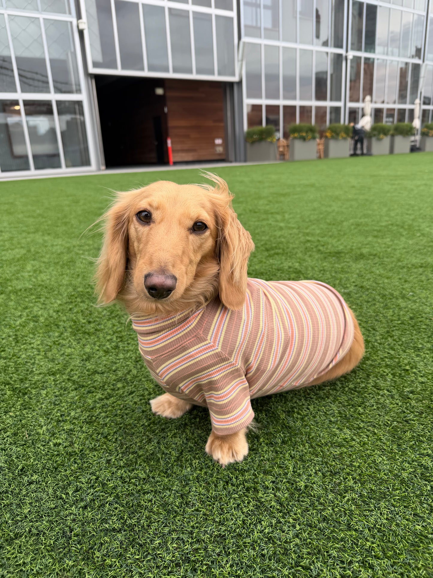Cocoa Stripe Dog Shirt