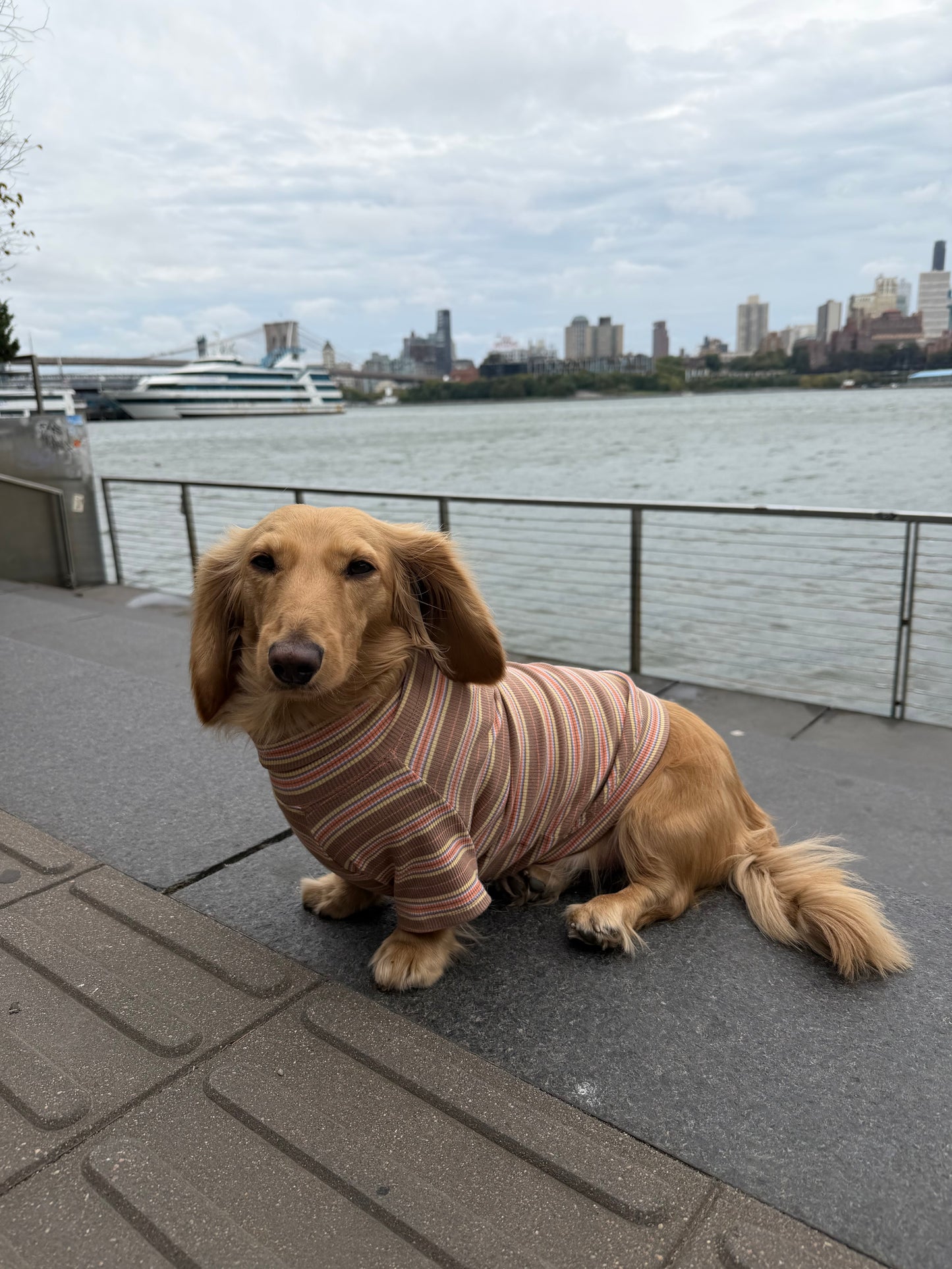 Cocoa Stripe Dog Shirt