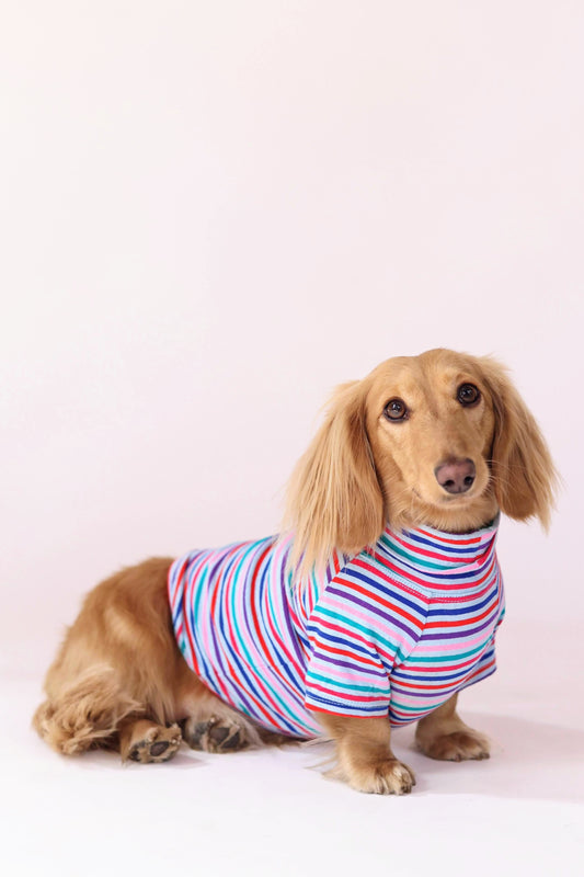 Groovy Stripe Dog Shirt