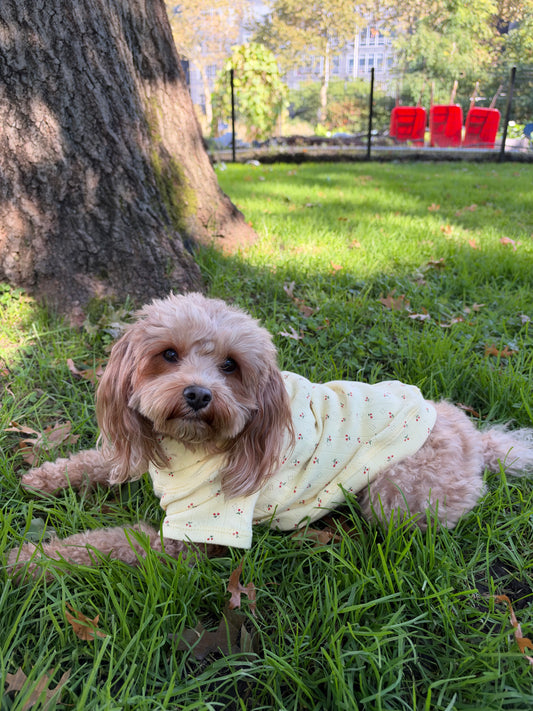 Smallboy Buttercup Dog Shirt