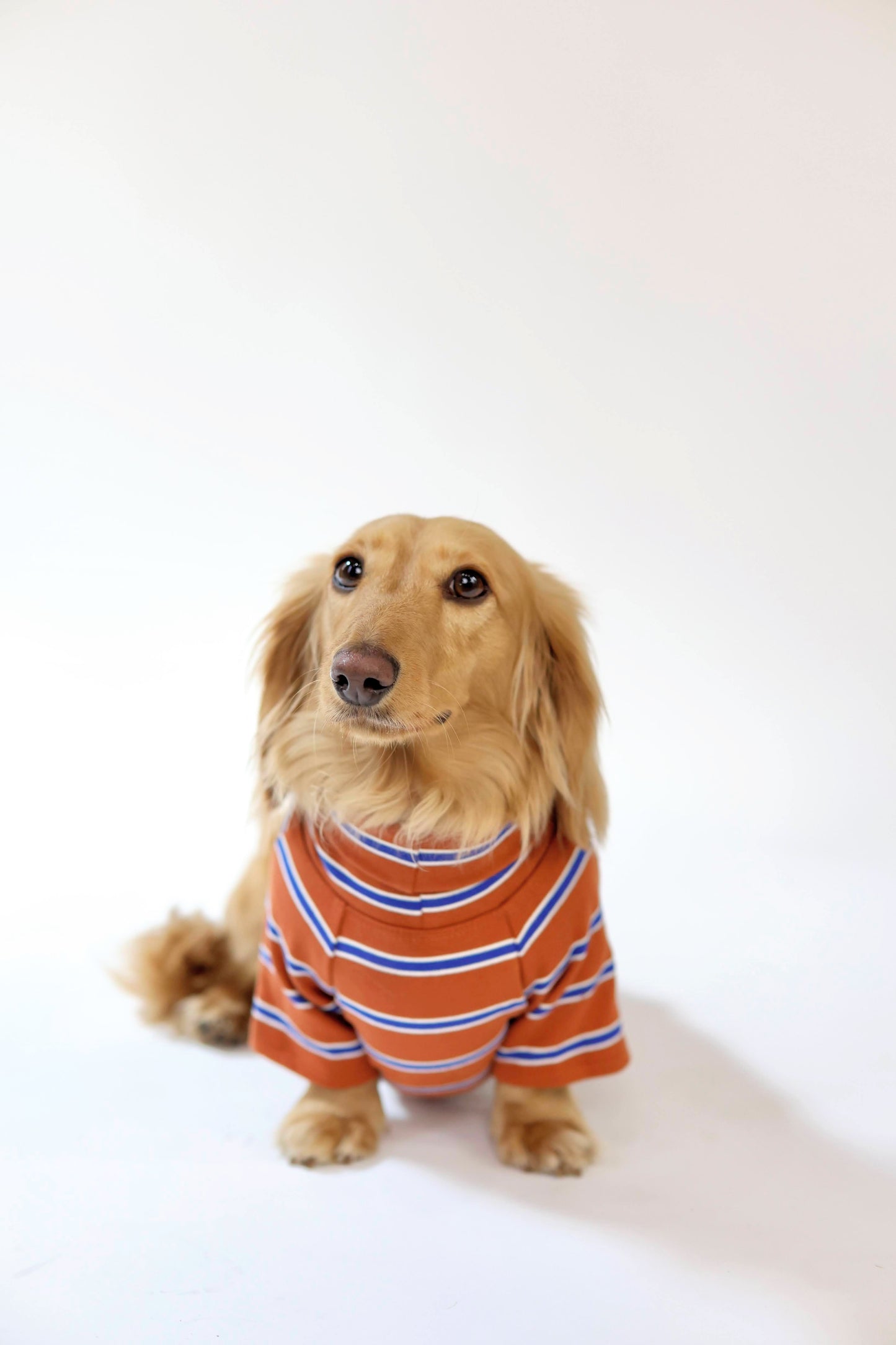 Maple Chestnut Dog Sweater