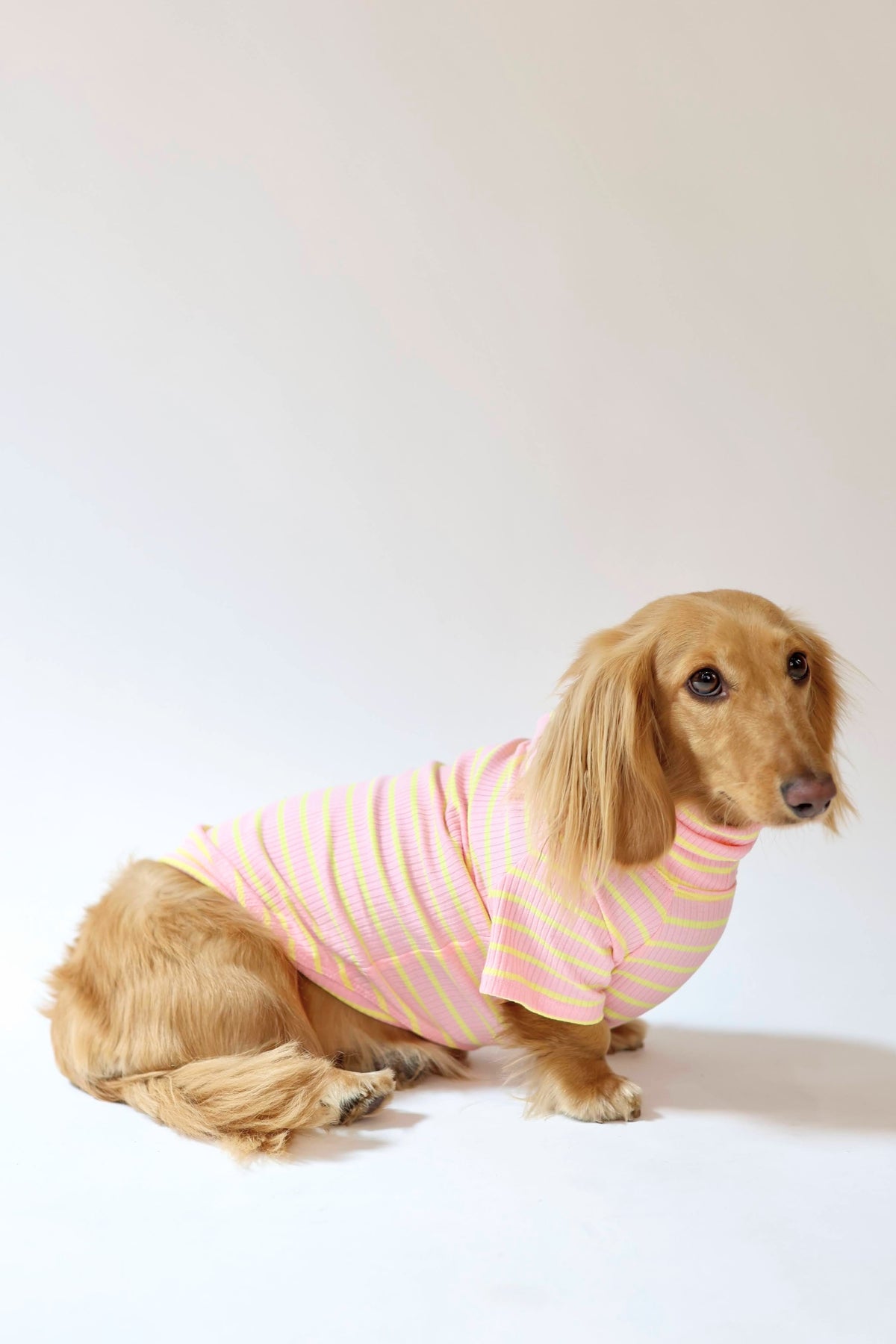Smallboy Sherbert Dog Shirt