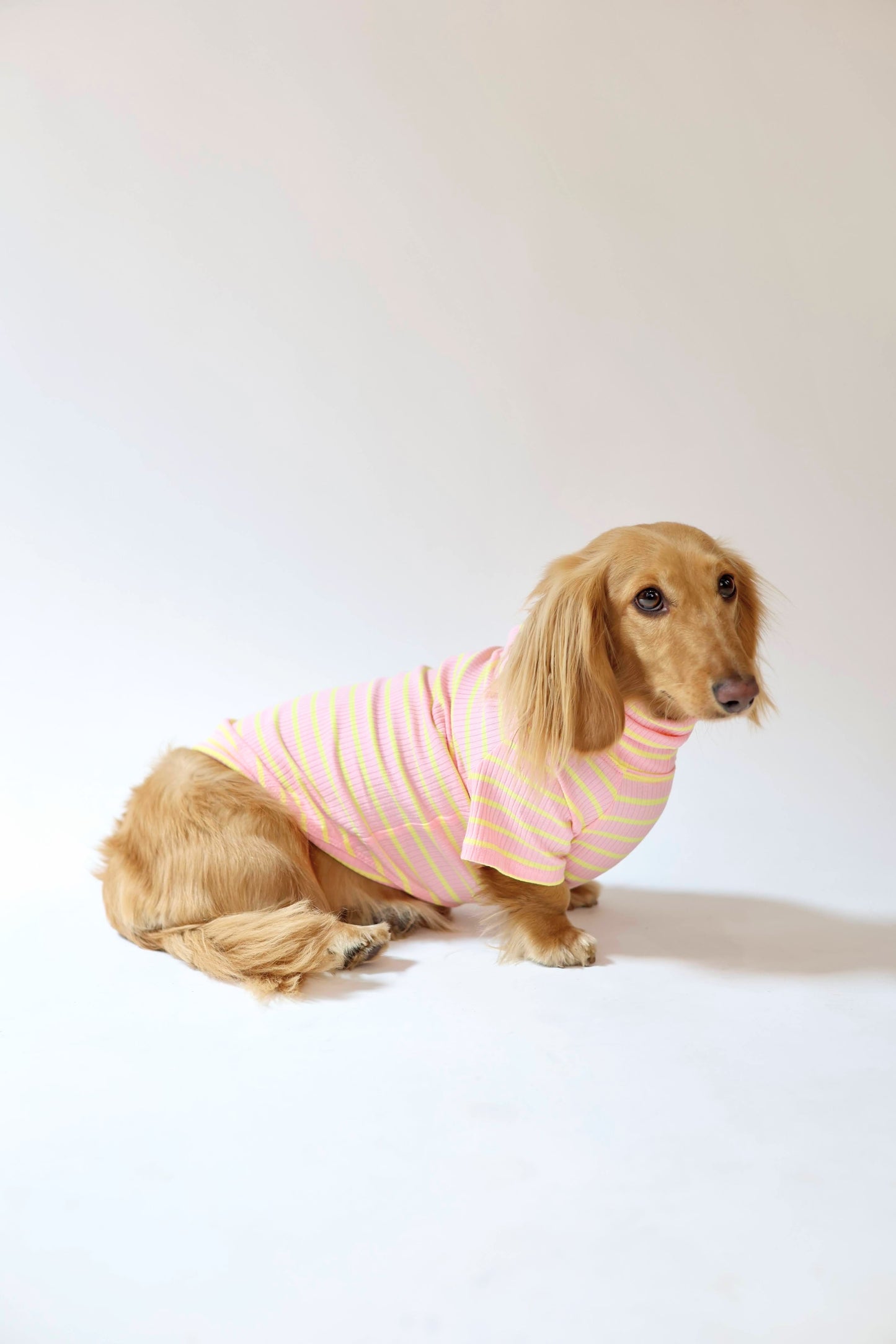 Sherbert Dog Shirt