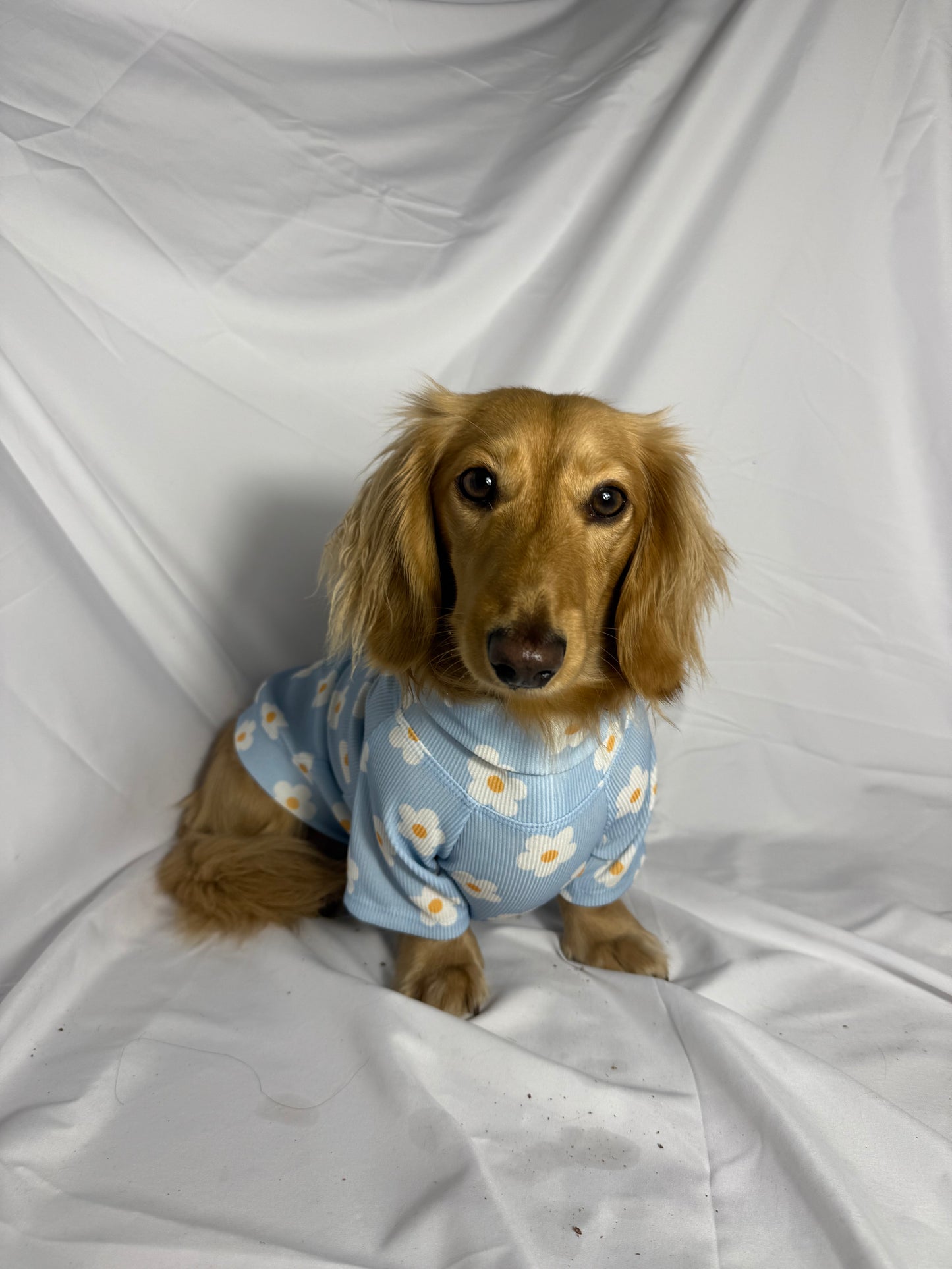 Spring Fling Dog Shirt