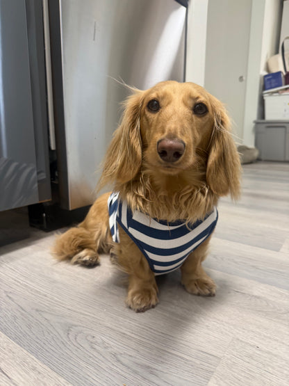 Coastal Blues Dog Shirt