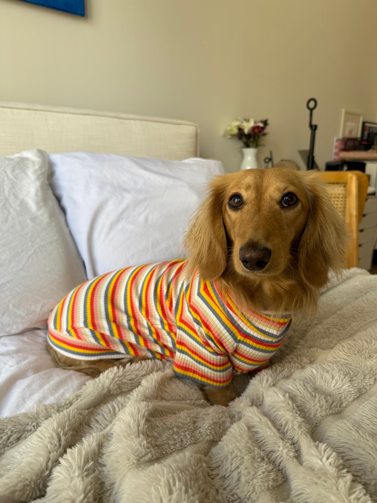 Retro Stripe Dog Shirt