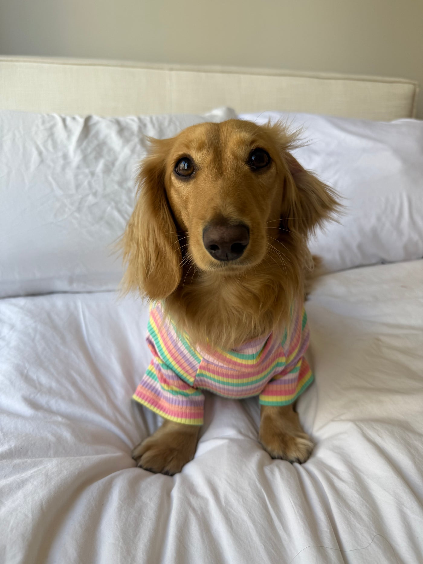 Smallboy Sugar Rush Dog Shirt