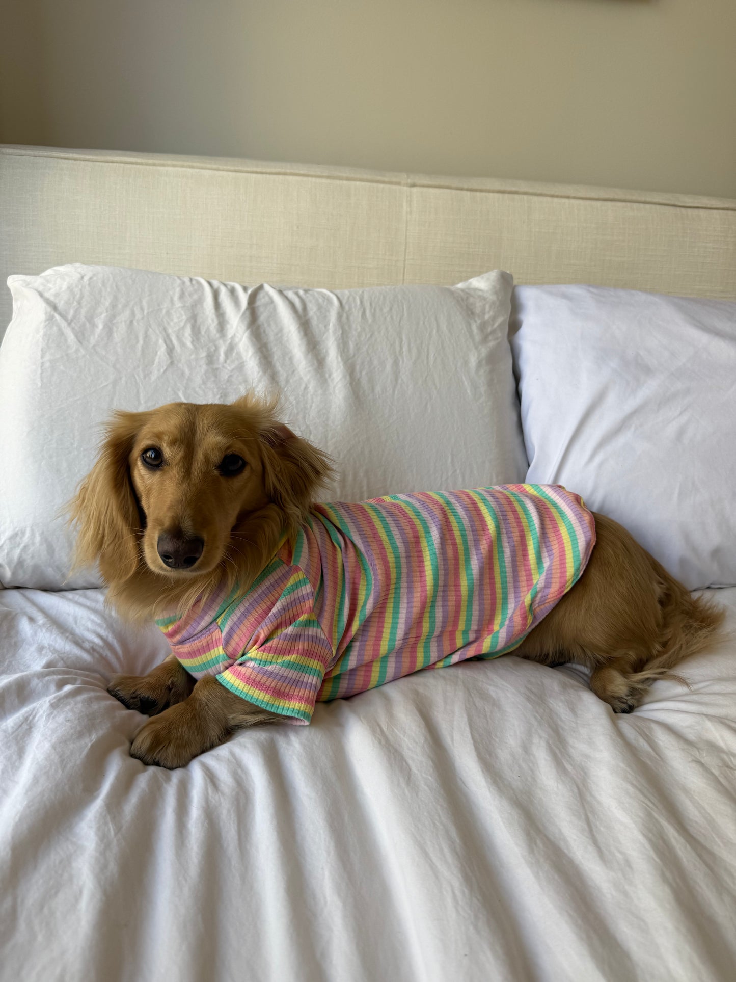 Sugar Rush Dog Shirt