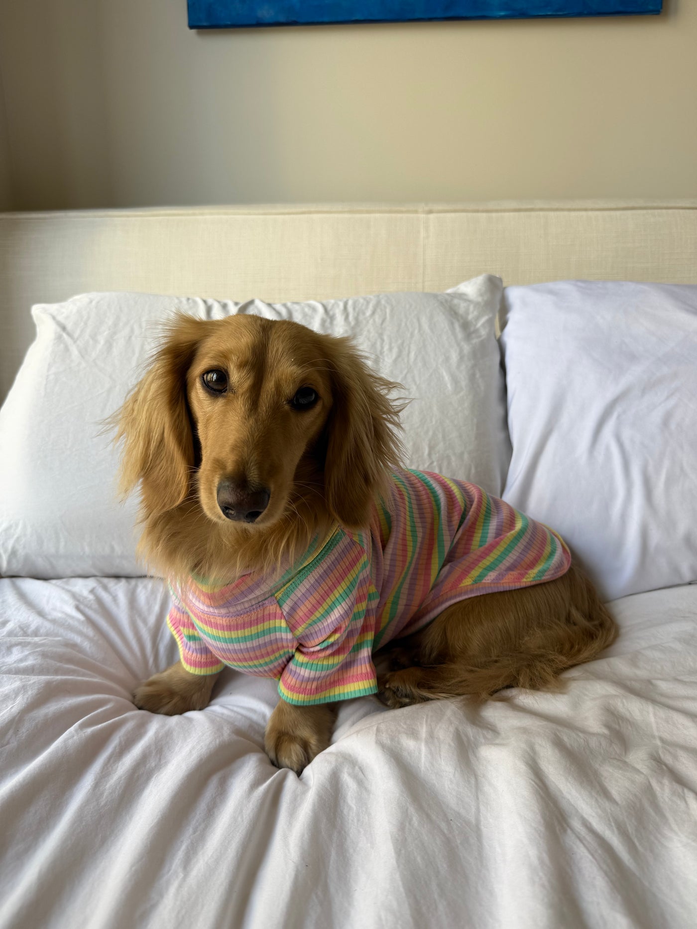 Smallboy Sugar Rush Dog Shirt