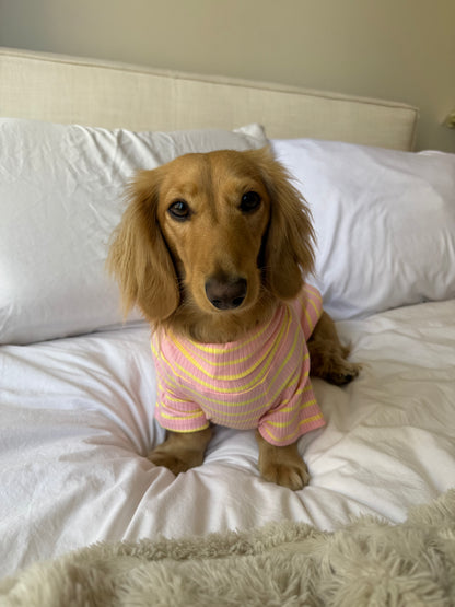 Sherbert Dog Shirt