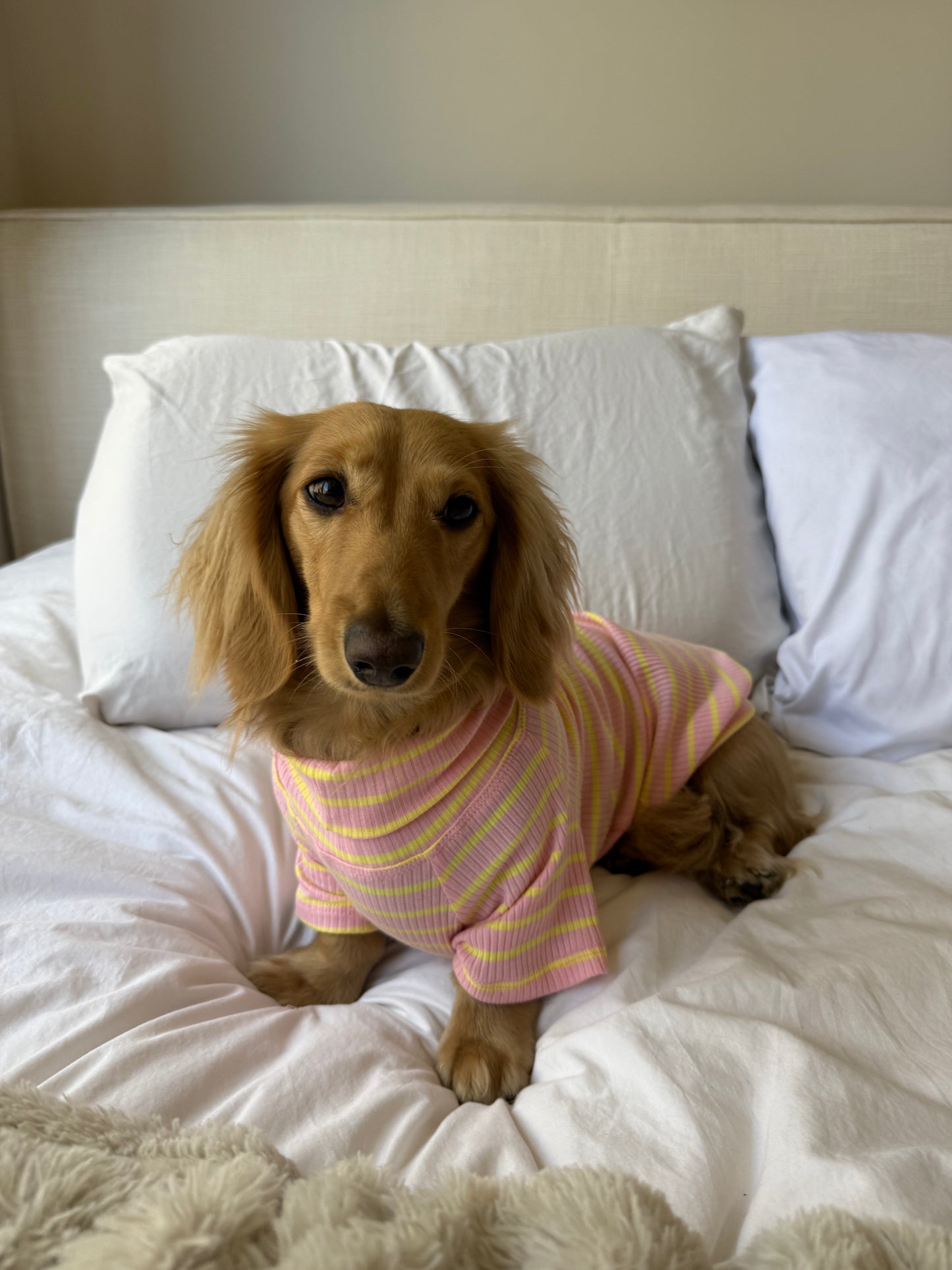 Sherbert Dog Shirt